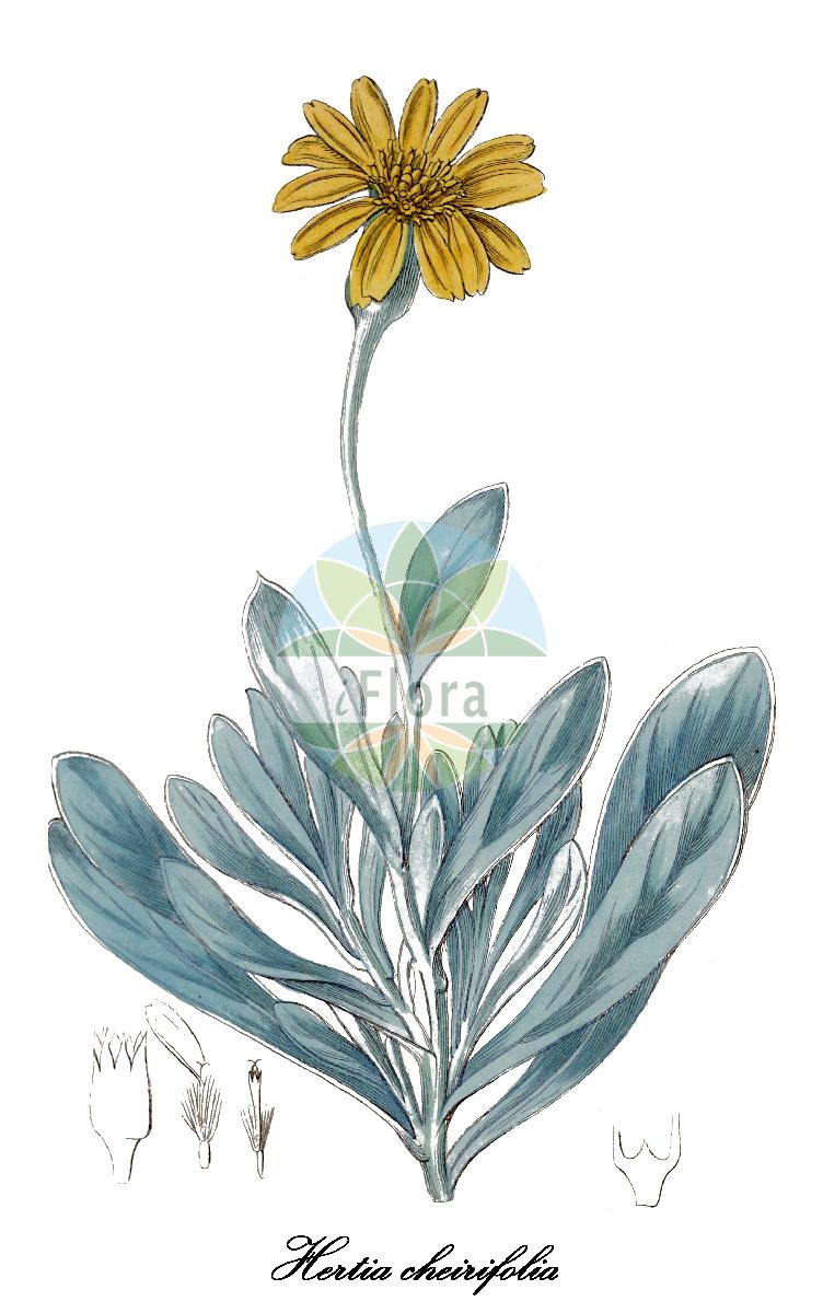 Historische Abbildung von Hertia cheirifolia. Das Bild zeigt Blatt, Bluete, Frucht und Same. ---- Historical Drawing of Hertia cheirifolia. The image is showing leaf, flower, fruit and seed.(Hertia cheirifolia,Othonna cheirifolia,Othonna maroccana,Othonnopsis maroccana,Hertia,Asteraceae,Korbblütengewächse,Daisy family,Blatt,Bluete,Frucht,Same,leaf,flower,fruit,seed,Botanical Register (1815-1828))