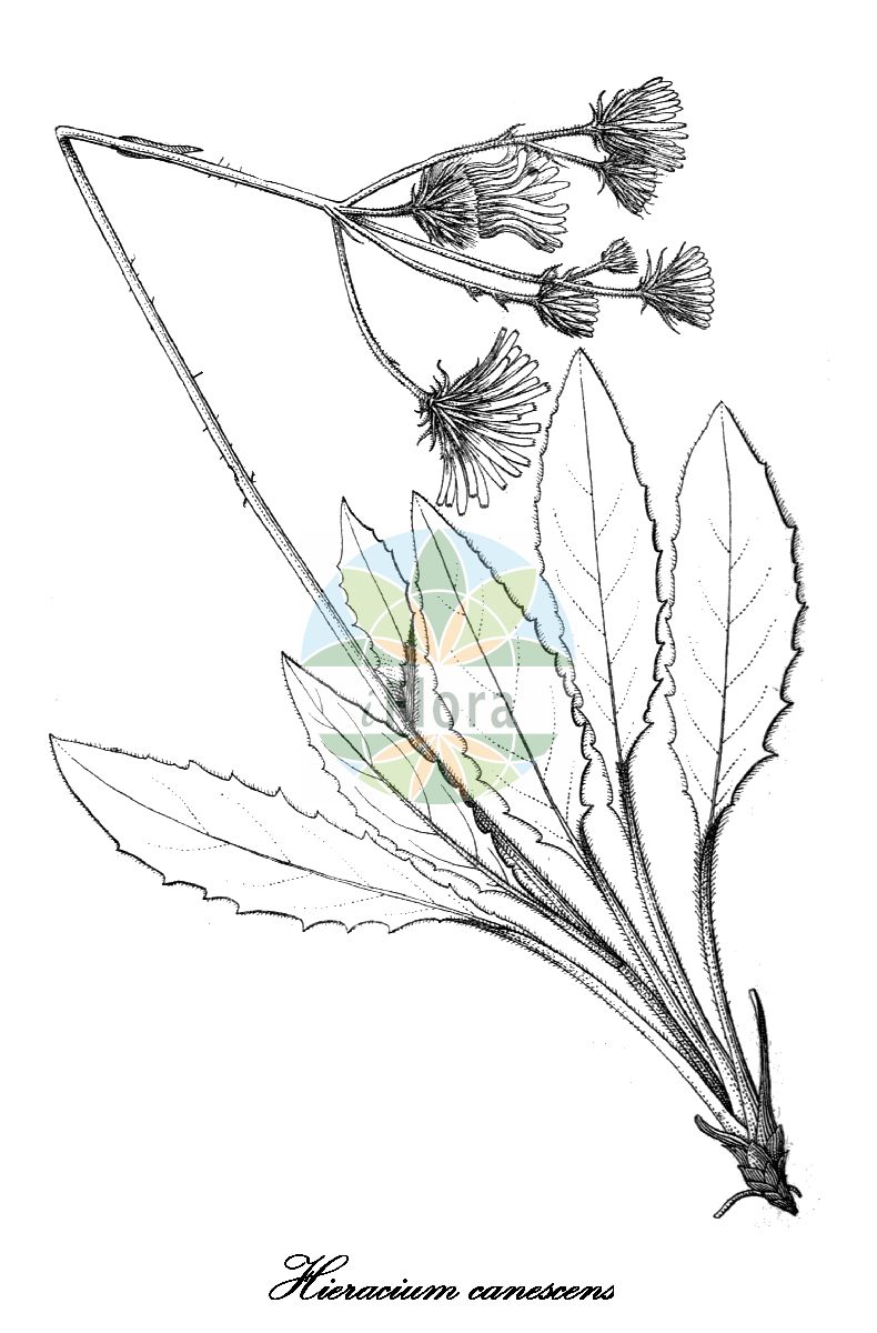 Historische Abbildung von Hieracium canescens (Graugrünes Habichtskraut). Das Bild zeigt Blatt, Bluete, Frucht und Same. ---- Historical Drawing of Hieracium canescens (Graugrünes Habichtskraut). The image is showing leaf, flower, fruit and seed.(Hieracium canescens,Graugrünes Habichtskraut,Hieracium,Habichtskraut,Hawkweeds,Asteraceae,Korbblütengewächse,Daisy family,Blatt,Bluete,Frucht,Same,leaf,flower,fruit,seed,Engler (1900-1937))