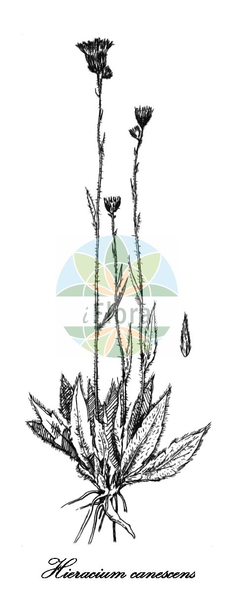Historische Abbildung von Hieracium canescens (Graugrünes Habichtskraut). Das Bild zeigt Blatt, Bluete, Frucht und Same. ---- Historical Drawing of Hieracium canescens (Graugrünes Habichtskraut). The image is showing leaf, flower, fruit and seed.(Hieracium canescens,Graugrünes Habichtskraut,Hieracium,Habichtskraut,Hawkweeds,Asteraceae,Korbblütengewächse,Daisy family,Blatt,Bluete,Frucht,Same,leaf,flower,fruit,seed,Jeanbernat & Timbal-Lagrave (1887))