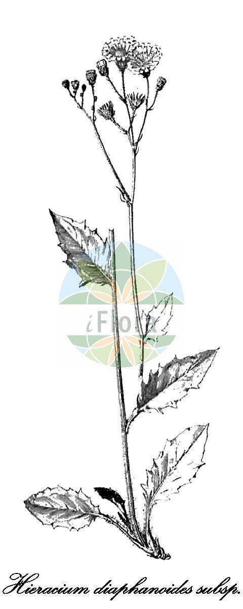 Historische Abbildung von Hieracium diaphanoides subsp. diaphanoides. Das Bild zeigt Blatt, Bluete, Frucht und Same. ---- Historical Drawing of Hieracium diaphanoides subsp. diaphanoides. The image is showing leaf, flower, fruit and seed.(Hieracium diaphanoides subsp. diaphanoides,Hieracium,Habichtskraut,Hawkweeds,Asteraceae,Korbblütengewächse,Daisy family,Blatt,Bluete,Frucht,Same,leaf,flower,fruit,seed,Hegi (1908ff))