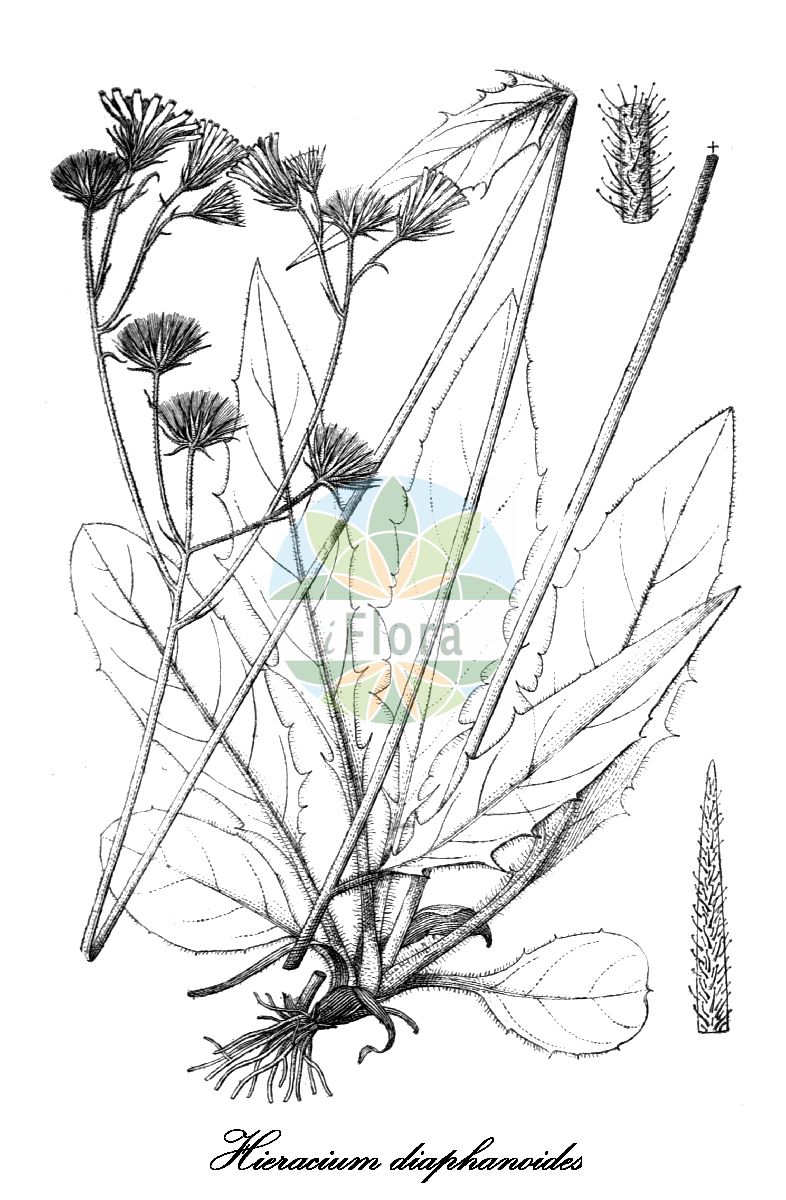 Historische Abbildung von Hieracium diaphanoides (Durchscheinendes Habichtskraut). Das Bild zeigt Blatt, Bluete, Frucht und Same. ---- Historical Drawing of Hieracium diaphanoides (Durchscheinendes Habichtskraut). The image is showing leaf, flower, fruit and seed.(Hieracium diaphanoides,Durchscheinendes Habichtskraut,Hieracium,Habichtskraut,Hawkweeds,Asteraceae,Korbblütengewächse,Daisy family,Blatt,Bluete,Frucht,Same,leaf,flower,fruit,seed,Engler (1900-1937))