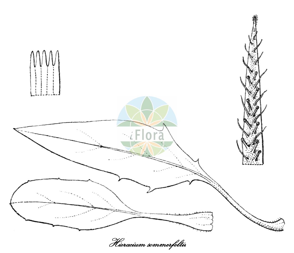 Historische Abbildung von Hieracium sommerfeltii (Graugrünes Habichtskraut). Das Bild zeigt Blatt, Bluete, Frucht und Same. ---- Historical Drawing of Hieracium sommerfeltii (Graugrünes Habichtskraut). The image is showing leaf, flower, fruit and seed.(Hieracium sommerfeltii,Graugrünes Habichtskraut,Hieracium,Habichtskraut,Hawkweeds,Asteraceae,Korbblütengewächse,Daisy family,Blatt,Bluete,Frucht,Same,leaf,flower,fruit,seed,Engler (1900-1937))