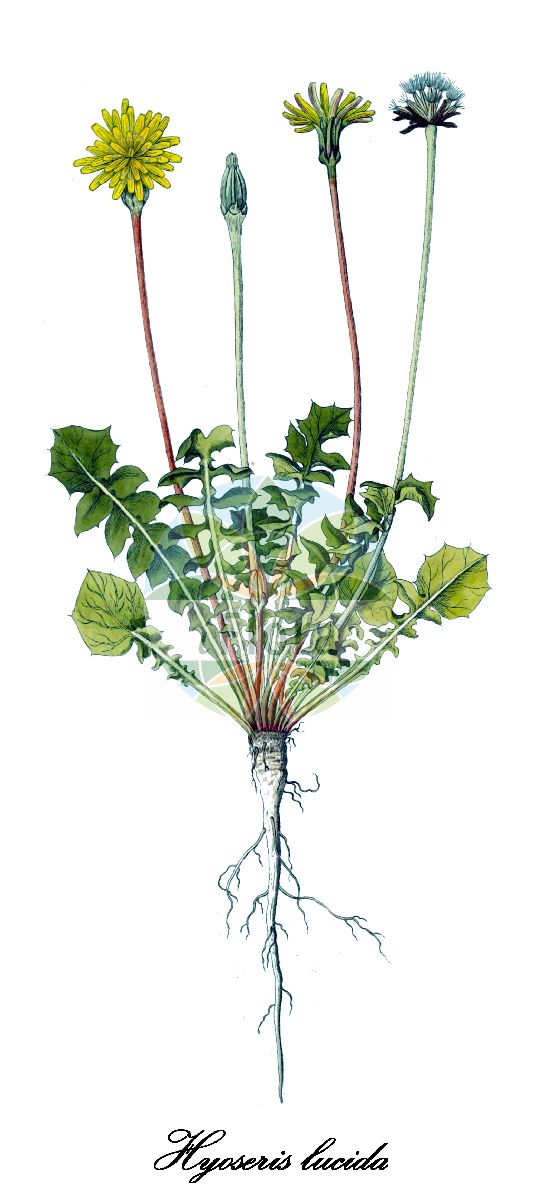 Historische Abbildung von Hyoseris lucida. Das Bild zeigt Blatt, Bluete, Frucht und Same. ---- Historical Drawing of Hyoseris lucida. The image is showing leaf, flower, fruit and seed.(Hyoseris lucida,Hyoseris knochei,Thlipsocarpus boeticus,Hyoseris,Schweinssalat,Asteraceae,Korbblütengewächse,Daisy family,Blatt,Bluete,Frucht,Same,leaf,flower,fruit,seed,von Jacquin (1770-1776))
