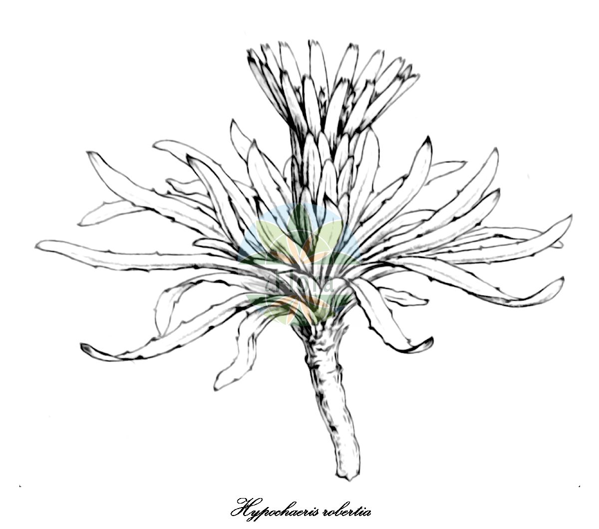 Historische Abbildung von Hypochaeris robertia. Das Bild zeigt Blatt, Bluete, Frucht und Same. ---- Historical Drawing of Hypochaeris robertia. The image is showing leaf, flower, fruit and seed.(Hypochaeris robertia,Achyrophorus robertia,Hypochaeris taraxacoides,Robertia taraxacoides,Seriola taraxacoides,Seriola uniflora,Hypochaeris,Ferkelkraut,Cat’s ear,Asteraceae,Korbblütengewächse,Daisy family,Blatt,Bluete,Frucht,Same,leaf,flower,fruit,seed,Weddell (1855-1857))