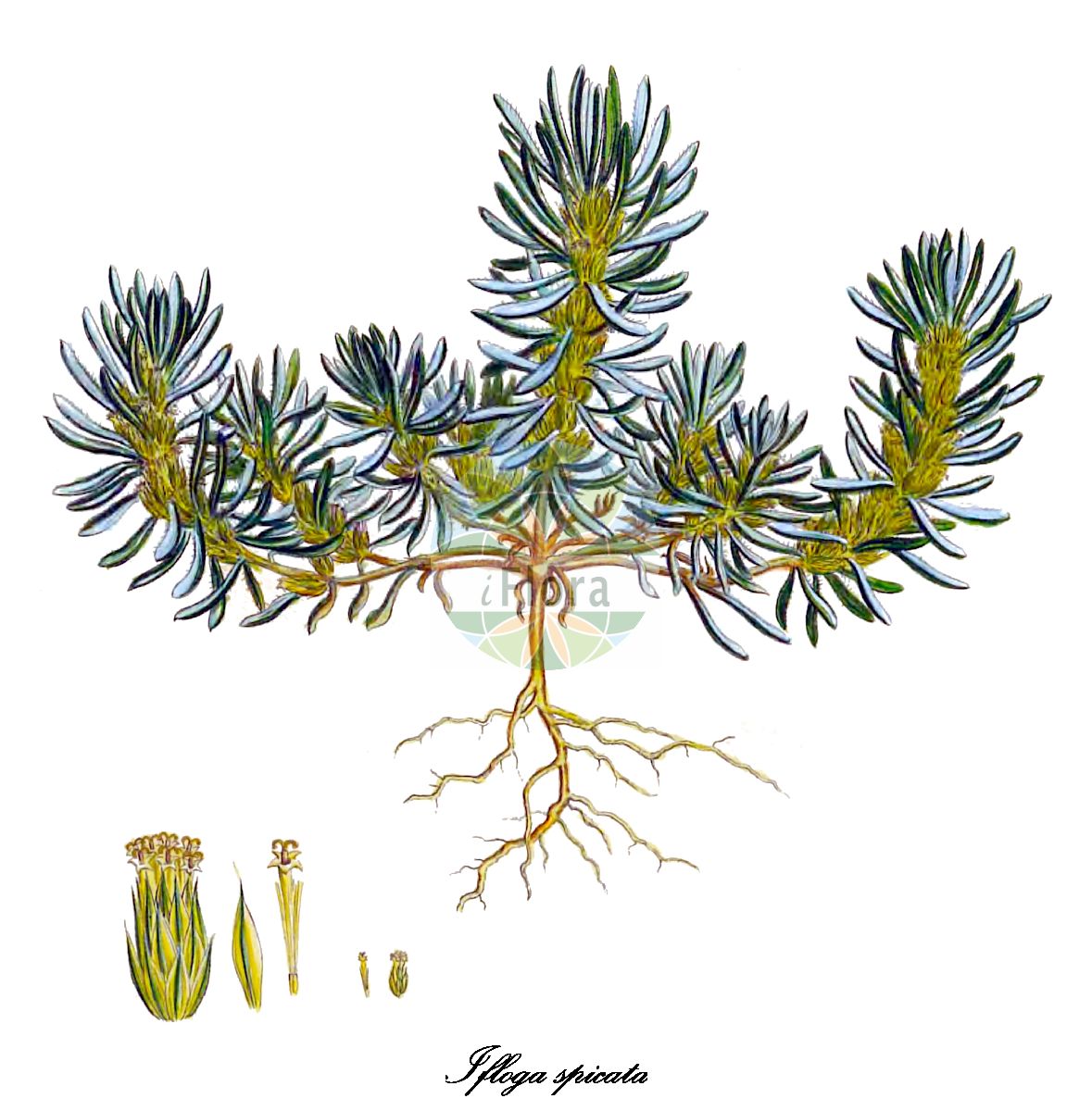 Historische Abbildung von Ifloga spicata. Das Bild zeigt Blatt, Bluete, Frucht und Same. ---- Historical Drawing of Ifloga spicata. The image is showing leaf, flower, fruit and seed.(Ifloga spicata,Chrysocoma spicata,Gnaphalium cauliflorum,Ifloga fontanesii,Ifloga,Asteraceae,Korbblütengewächse,Daisy family,Blatt,Bluete,Frucht,Same,leaf,flower,fruit,seed,Sibthorp & Smith (1806-1840))