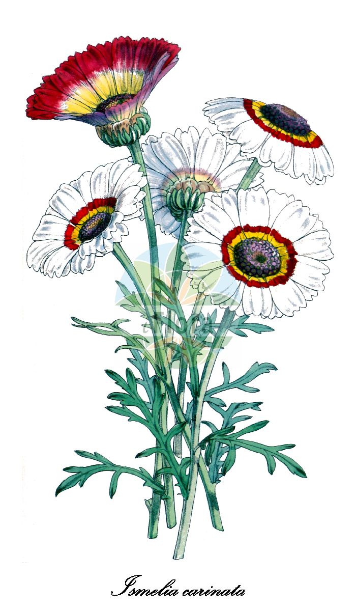 Historische Abbildung von Ismelia carinata (Bunte Wucherblume). Das Bild zeigt Blatt, Bluete, Frucht und Same. ---- Historical Drawing of Ismelia carinata (Bunte Wucherblume). The image is showing leaf, flower, fruit and seed.(Ismelia carinata,Bunte Wucherblume,Chrysanthemum carinatum,Ismelia versicolor,Ismelia,Wucherblume,Asteraceae,Korbblütengewächse,Daisy family,Blatt,Bluete,Frucht,Same,leaf,flower,fruit,seed,Curtis Botanical Magazine (1859))