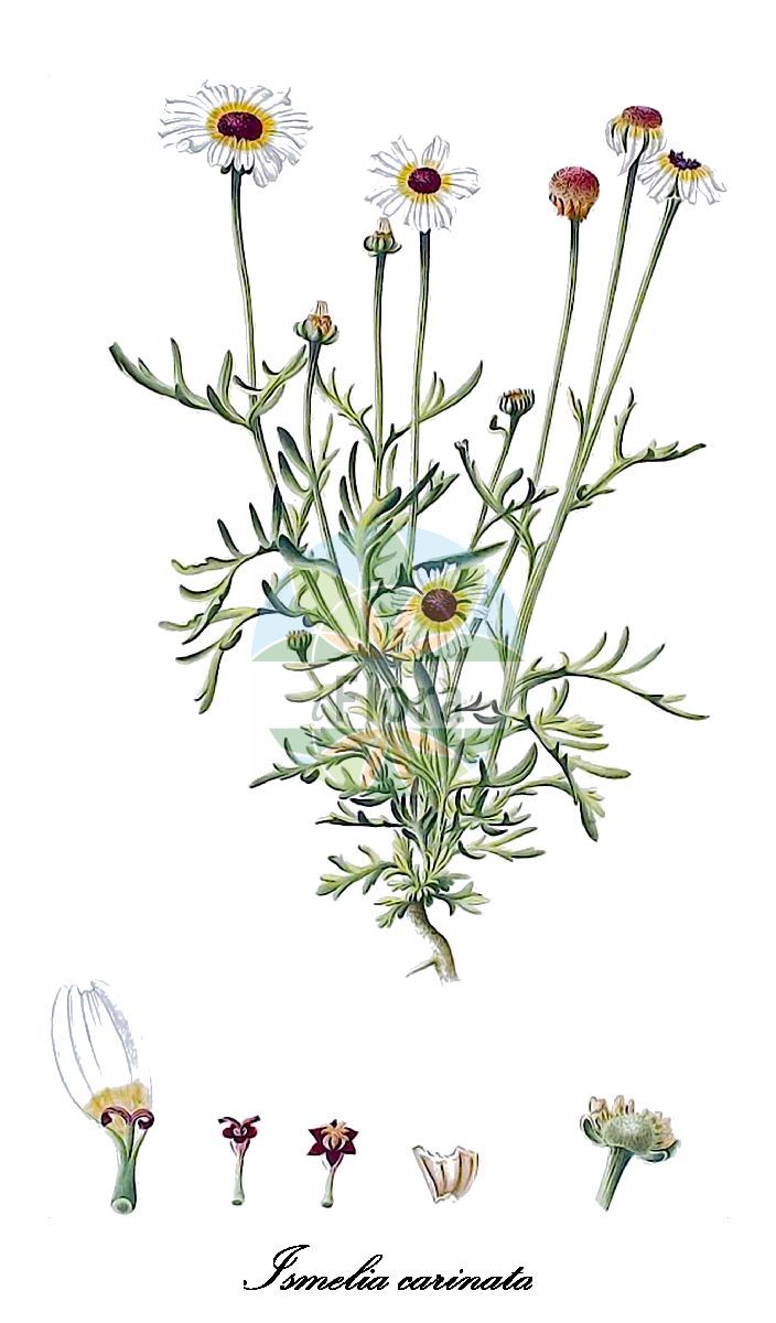 Historische Abbildung von Ismelia carinata (Bunte Wucherblume). Das Bild zeigt Blatt, Bluete, Frucht und Same. ---- Historical Drawing of Ismelia carinata (Bunte Wucherblume). The image is showing leaf, flower, fruit and seed.(Ismelia carinata,Bunte Wucherblume,Chrysanthemum carinatum,Ismelia versicolor,Ismelia,Wucherblume,Asteraceae,Korbblütengewächse,Daisy family,Blatt,Bluete,Frucht,Same,leaf,flower,fruit,seed,Kerner (1795))