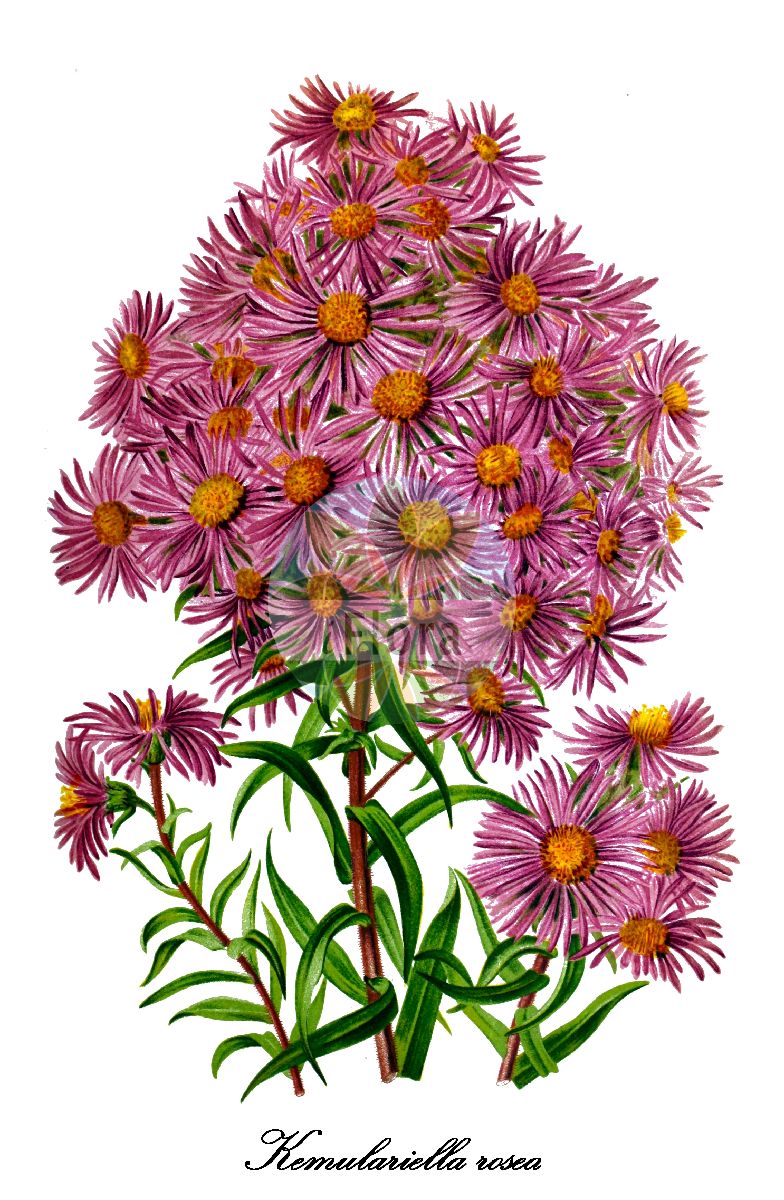 Historische Abbildung von Kemulariella rosea. Das Bild zeigt Blatt, Bluete, Frucht und Same. ---- Historical Drawing of Kemulariella rosea. The image is showing leaf, flower, fruit and seed.(Kemulariella rosea,Aster roseus,Kemulariella,Asteraceae,Korbblütengewächse,Daisy family,Blatt,Bluete,Frucht,Same,leaf,flower,fruit,seed,Revue horticole (1893))