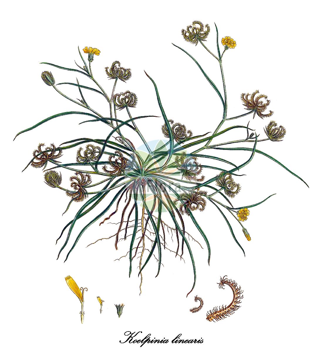 Historische Abbildung von Koelpinia linearis. Das Bild zeigt Blatt, Bluete, Frucht und Same. ---- Historical Drawing of Koelpinia linearis. The image is showing leaf, flower, fruit and seed.(Koelpinia linearis,Lapsana koelpinia,Koelpinia,Asteraceae,Korbblütengewächse,Daisy family,Blatt,Bluete,Frucht,Same,leaf,flower,fruit,seed,Sibthorp & Smith (1806-1840))