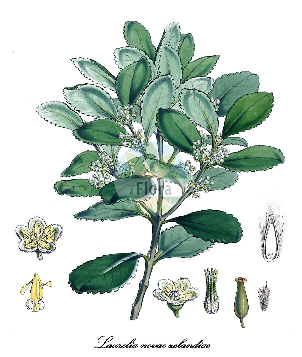 Laurelia novae-zelandiae - Atherospermataceae,Plantae,Pteridobiotina,Angiosperms,Laurales,Atherospermataceae,Laurelia,Laurelia novae-zelandiae,Atherosperma novae-zelandiae, Pavonia novozelandiae