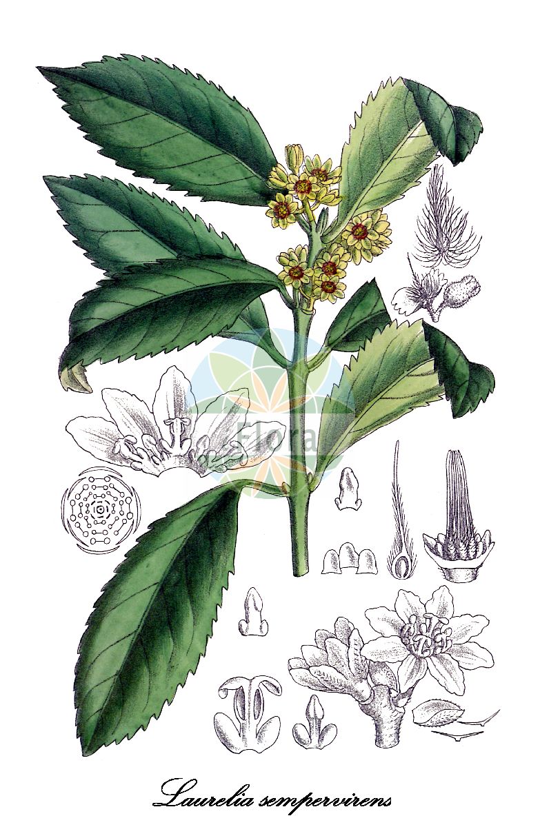 Laurelia sempervirens - Atherospermataceae,Plantae,Pteridobiotina,Angiosperms,Laurales,Atherospermataceae,Laurelia,Laurelia sempervirens,Atherosperma sempervirens, Laurelia aromatica, Laurelia crenata, Laurelia serrata, Pavonia sempervirens, Theyga chilensis, Thiga chilensis,Laurelie