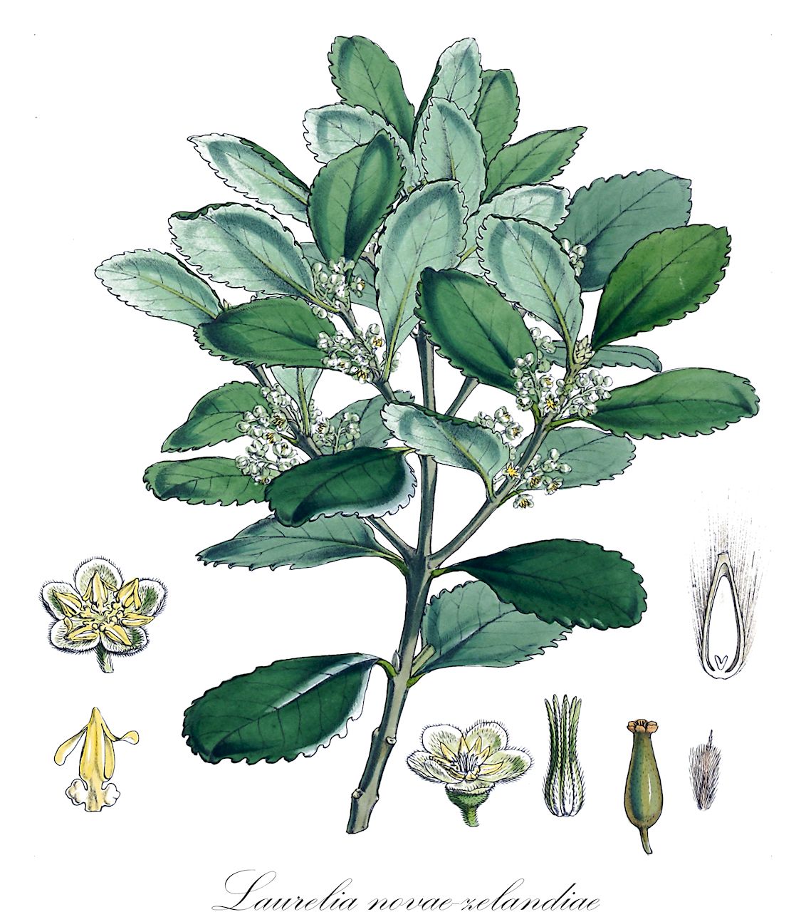 Laurelia novae-zelandiae - Atherospermataceae,Plantae,Pteridobiotina,Angiosperms,Laurales,Atherospermataceae,Laurelia,Laurelia novae-zelandiae,Atherosperma novae-zelandiae, Pavonia novozelandiae