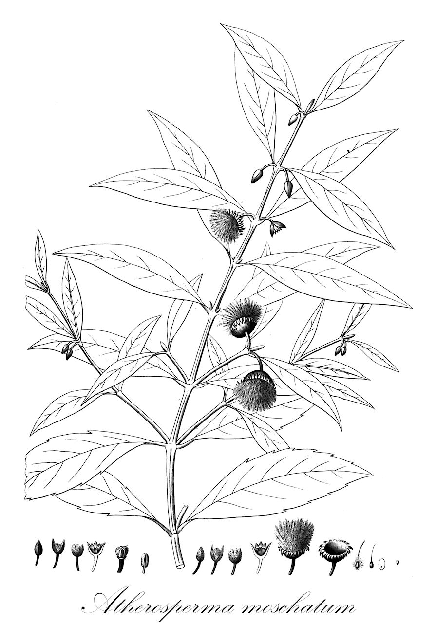 Atherosperma moschatum - Atherospermataceae,Plantae,Pteridobiotina,Angiosperms,Laurales,Atherospermataceae,Atherosperma,Atherosperma moschatum