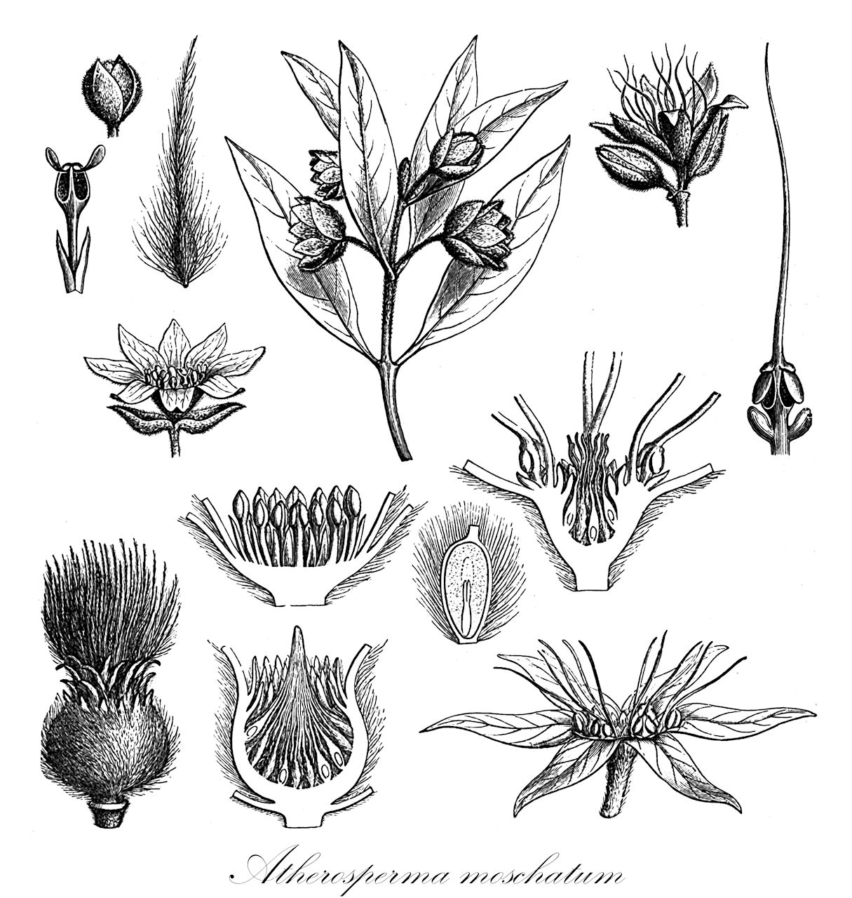 Atherosperma moschatum - Atherospermataceae,Plantae,Pteridobiotina,Angiosperms,Laurales,Atherospermataceae,Atherosperma,Atherosperma moschatum