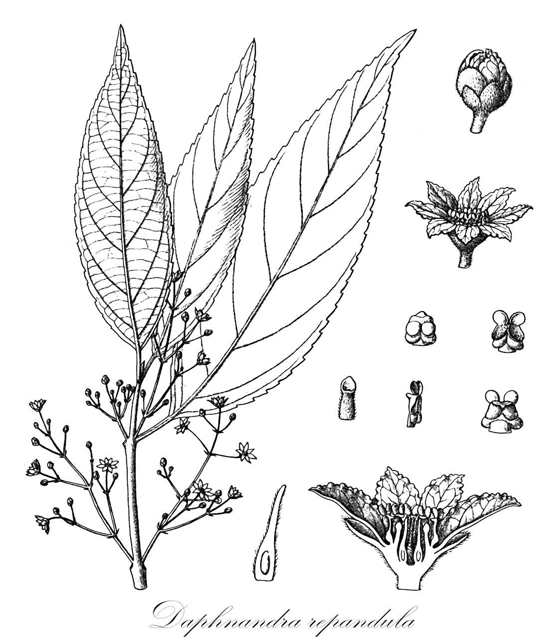 Daphnandra repandula - Atherospermataceae,Plantae,Pteridobiotina,Angiosperms,Laurales,Atherospermataceae,Daphnandra,Daphnandra repandula,Atherosperma repandulum