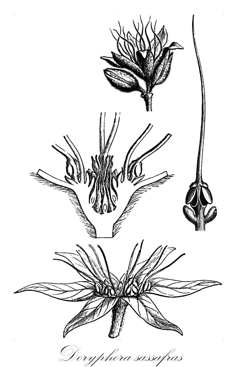 Doryphora sassafras - Atherospermataceae,Plantae,Pteridobiotina,Angiosperms,Laurales,Atherospermataceae,Doryphora,Doryphora sassafras,Atherosperma sassafras