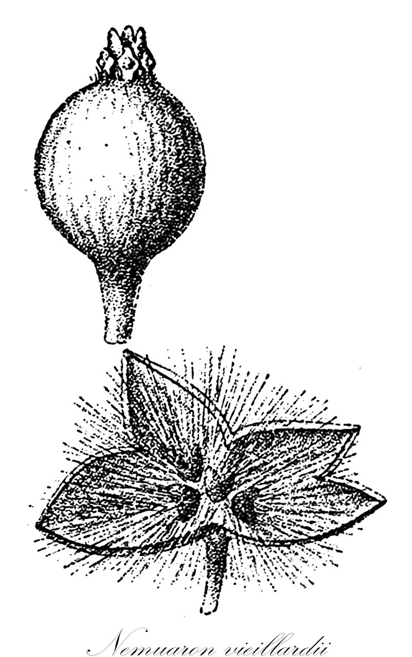 Nemuaron vieillardii - Atherospermataceae,Plantae,Pteridobiotina,Angiosperms,Laurales,Atherospermataceae,Nemuaron,Nemuaron vieillardii,Doryphora austrocaledonica, Doryphora vieillardii, Nemuaron humboldtii