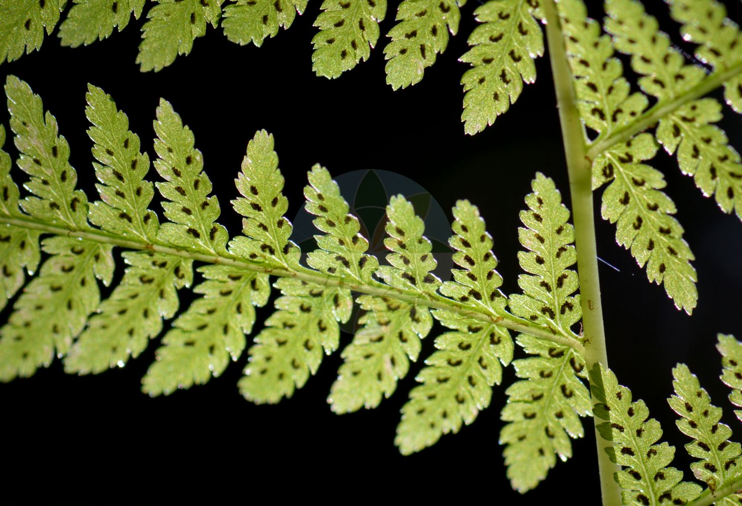 Athyrium filix-femina - Aspleniaceae,Plantae,Pteridobiotina,Polypodiophyta,Polypodiopsida,Polypodiidae,Polypodiales,Aspleniaceae,Athyrium,Athyrium filix-femina,Athyrium filix-femina var. filix-femina, Athyrium paucifrons, Polypodium filix-femina,Wald-Frauenfarn;Gewöhnlicher Frauenfarn;Gemeiner Frauenfarn;lady-fern;lady fern;athyrie fougère-femelle;common lady-fern;woodland lady fern;Fougère femelle;athyrium fougère-femelle;polypode femelle;helecho hembra;helecho de pozo;Felce femmina;felce femmina comune;wijfjesvaren;feto-femea-dos-Italianos;feto-fêmea-dos-italianos;fento-fêmea;fetanha-fêmea;feto-de-espigo;feto-fêmea;женский папоротник;кочедыжник женский;yeleğreltisi;atirium;atirium fier femër;falguera femella;šumska bujadika;maj-bräken;majbräken;almindelig fjerbregne;wietlica samicza;ezo-me-shida;エゾメシダ;navadna podborka;hölgypáfrány;papradka samice;papratka samičí;ferigă feminină;spinarea lupului;papraďka samičia;papraďka ženská lesná;безщитник жіночий;обикновена женска папрат;harilik naistesõnajalg;parastā sievpaparde;skogburkne;hiirenporras;sorea hiirenporras;fjöllaufungur;женска бујадика;женска папрат;папратка;paprastasis blužniapapartis;gaoiska;garoa;iratze emea;sorgin iratzea