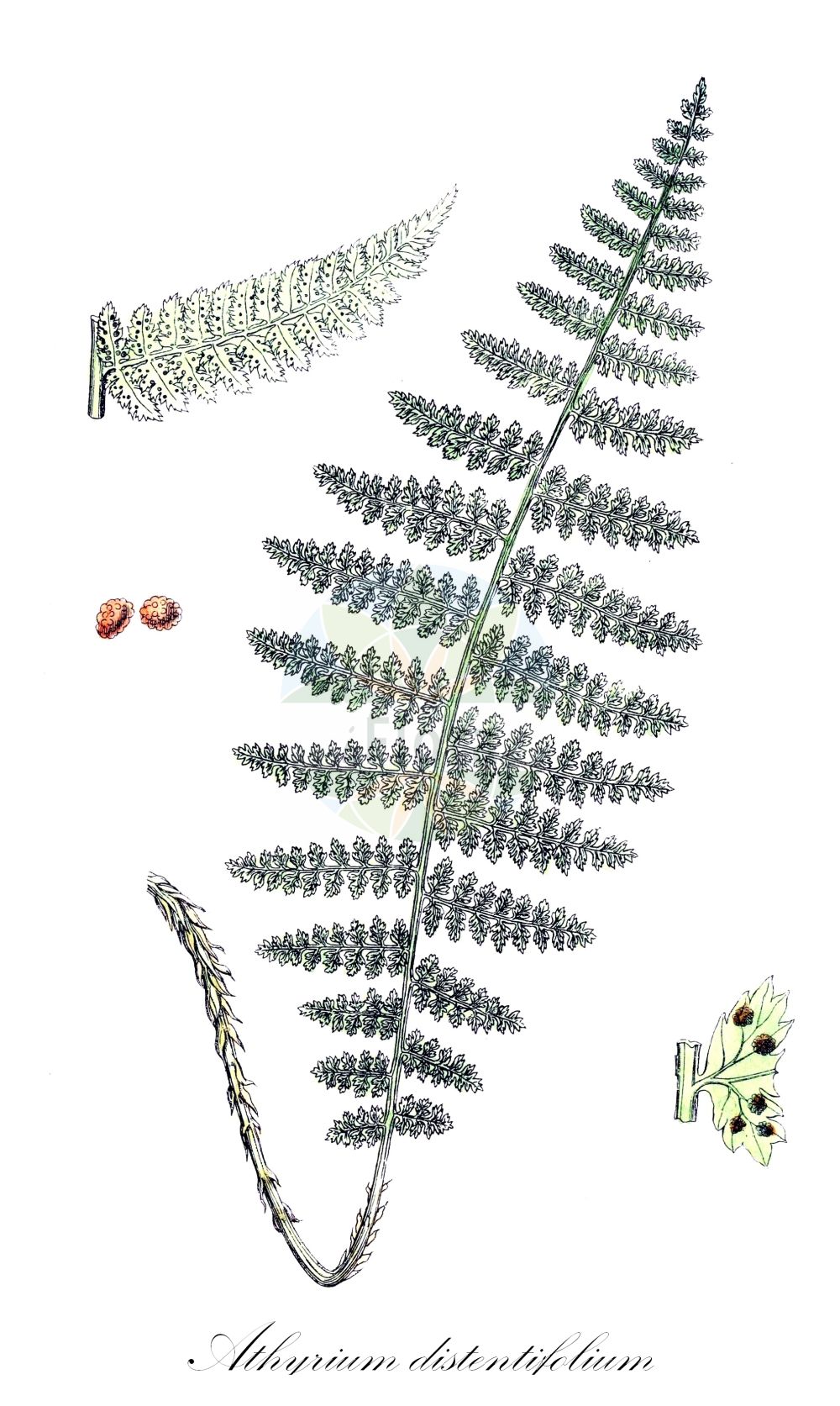 Athyrium distentifolium - Aspleniaceae,Plantae,Pteridobiotina,Polypodiophyta,Polypodiopsida,Polypodiidae,Polypodiales,Aspleniaceae,Athyrium,Athyrium distentifolium,Aspidium alpestre, Asplenium alpestre, Asplenium rhaeticum, Athyrium cordatum, Athyrium flexile, Athyrium polypodioides, Athyrium rhaeticum, Phegopteris alpestris, Phegopteris flexilis, Phegopteris rhaetica, Polypodium rhaeticum, Pseudathyrium alpestre, Pseudathyrium flexile,Gebirgs-Frauenfarn;Alpen-Frauenfarn;alpine lady-fern;newman's lady-fern;Fougère alpestre;athyrium des Alpes;athyrium alpestre;Felce alpestre;felce alpina;felce femmina alpestre;кочедыжник альпийский;кочедыжник приальпийский;кочедыжник расставленнолистный;falguera de muntanya;fjäll-bräken;fjällbräken;fjeld-fjerbregne;wietlica alpejska;gorska posborka;papratka horská;papradka alpínska;безщитник розставленолистий;альпийская женска папрат;fjellburkne;tunturihiirenporras;þúsundblaðarós