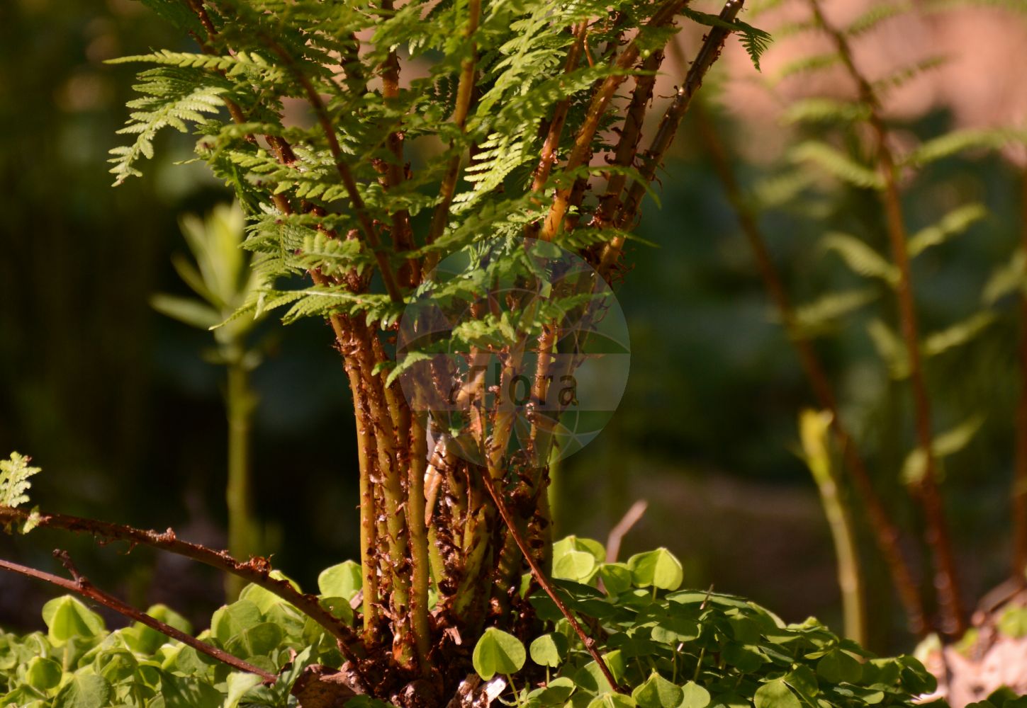 Athyrium filix-femina - Aspleniaceae,Plantae,Pteridobiotina,Polypodiophyta,Polypodiopsida,Polypodiidae,Polypodiales,Aspleniaceae,Athyrium,Athyrium filix-femina,Athyrium filix-femina var. filix-femina, Athyrium paucifrons, Polypodium filix-femina,Wald-Frauenfarn;Gewöhnlicher Frauenfarn;Gemeiner Frauenfarn;lady-fern;lady fern;athyrie fougère-femelle;common lady-fern;woodland lady fern;Fougère femelle;athyrium fougère-femelle;polypode femelle;helecho hembra;helecho de pozo;Felce femmina;felce femmina comune;wijfjesvaren;feto-femea-dos-Italianos;feto-fêmea-dos-italianos;fento-fêmea;fetanha-fêmea;feto-de-espigo;feto-fêmea;женский папоротник;кочедыжник женский;yeleğreltisi;atirium;atirium fier femër;falguera femella;šumska bujadika;maj-bräken;majbräken;almindelig fjerbregne;wietlica samicza;ezo-me-shida;エゾメシダ;navadna podborka;hölgypáfrány;papradka samice;papratka samičí;ferigă feminină;spinarea lupului;papraďka samičia;papraďka ženská lesná;безщитник жіночий;обикновена женска папрат;harilik naistesõnajalg;parastā sievpaparde;skogburkne;hiirenporras;sorea hiirenporras;fjöllaufungur;женска бујадика;женска папрат;папратка;paprastasis blužniapapartis;gaoiska;garoa;iratze emea;sorgin iratzea