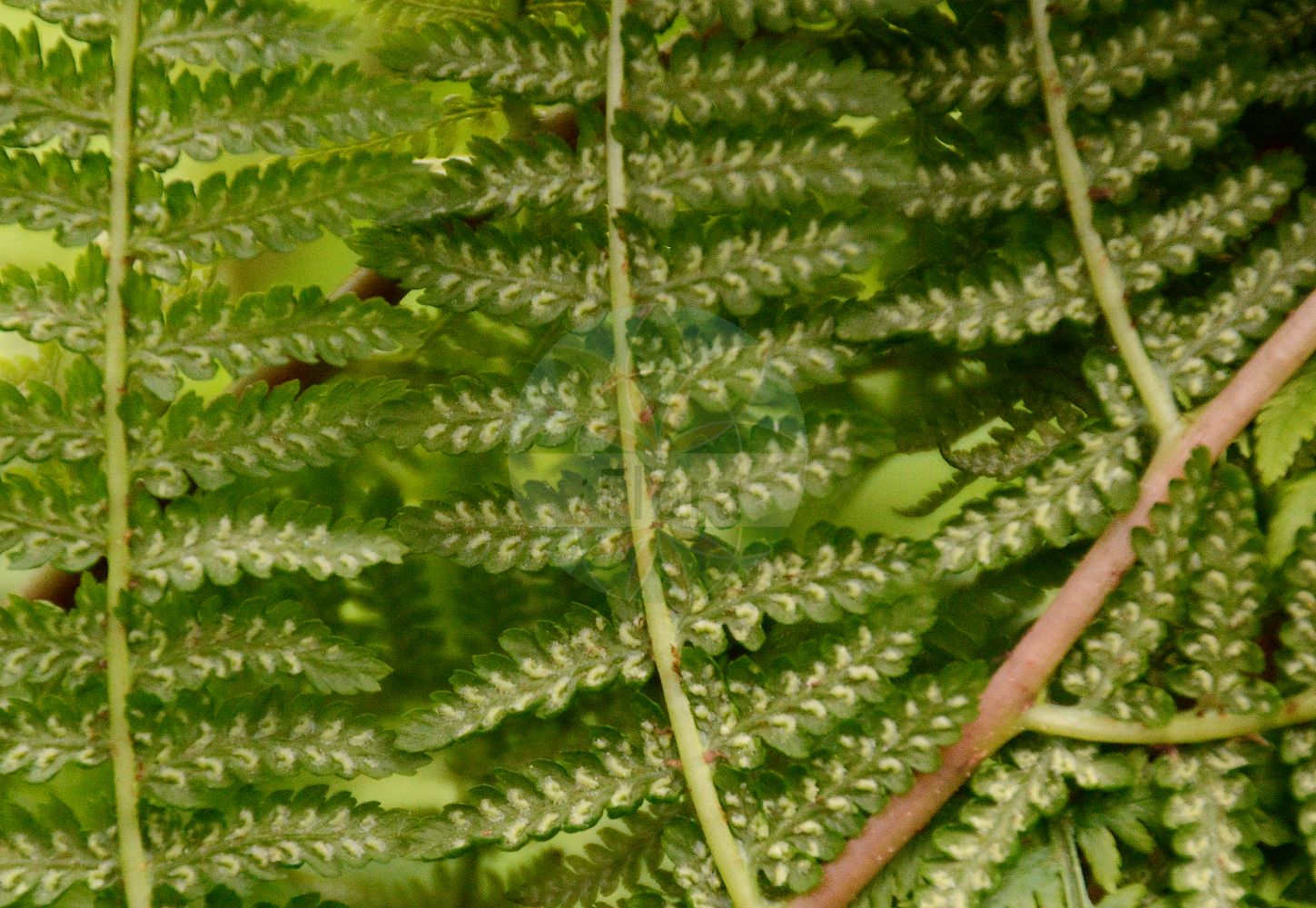 Athyrium filix-femina - Aspleniaceae,Plantae,Pteridobiotina,Polypodiophyta,Polypodiopsida,Polypodiidae,Polypodiales,Aspleniaceae,Athyrium,Athyrium filix-femina,Athyrium filix-femina var. filix-femina, Athyrium paucifrons, Polypodium filix-femina,Wald-Frauenfarn;Gewöhnlicher Frauenfarn;Gemeiner Frauenfarn;lady-fern;lady fern;athyrie fougère-femelle;common lady-fern;woodland lady fern;Fougère femelle;athyrium fougère-femelle;polypode femelle;helecho hembra;helecho de pozo;Felce femmina;felce femmina comune;wijfjesvaren;feto-femea-dos-Italianos;feto-fêmea-dos-italianos;fento-fêmea;fetanha-fêmea;feto-de-espigo;feto-fêmea;женский папоротник;кочедыжник женский;yeleğreltisi;atirium;atirium fier femër;falguera femella;šumska bujadika;maj-bräken;majbräken;almindelig fjerbregne;wietlica samicza;ezo-me-shida;エゾメシダ;navadna podborka;hölgypáfrány;papradka samice;papratka samičí;ferigă feminină;spinarea lupului;papraďka samičia;papraďka ženská lesná;безщитник жіночий;обикновена женска папрат;harilik naistesõnajalg;parastā sievpaparde;skogburkne;hiirenporras;sorea hiirenporras;fjöllaufungur;женска бујадика;женска папрат;папратка;paprastasis blužniapapartis;gaoiska;garoa;iratze emea;sorgin iratzea