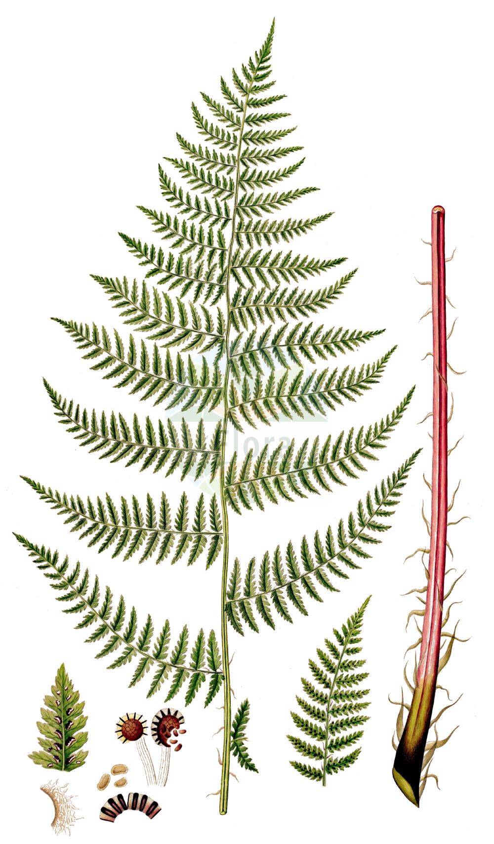 Athyrium filix-femina - Aspleniaceae,Plantae,Pteridobiotina,Polypodiophyta,Polypodiopsida,Polypodiidae,Polypodiales,Aspleniaceae,Athyrium,Athyrium filix-femina,Athyrium filix-femina var. filix-femina, Athyrium paucifrons, Polypodium filix-femina,Wald-Frauenfarn;Gewöhnlicher Frauenfarn;Gemeiner Frauenfarn;lady-fern;lady fern;athyrie fougère-femelle;common lady-fern;woodland lady fern;Fougère femelle;athyrium fougère-femelle;polypode femelle;helecho hembra;helecho de pozo;Felce femmina;felce femmina comune;wijfjesvaren;feto-femea-dos-Italianos;feto-fêmea-dos-italianos;fento-fêmea;fetanha-fêmea;feto-de-espigo;feto-fêmea;женский папоротник;кочедыжник женский;yeleğreltisi;atirium;atirium fier femër;falguera femella;šumska bujadika;maj-bräken;majbräken;almindelig fjerbregne;wietlica samicza;ezo-me-shida;エゾメシダ;navadna podborka;hölgypáfrány;papradka samice;papratka samičí;ferigă feminină;spinarea lupului;papraďka samičia;papraďka ženská lesná;безщитник жіночий;обикновена женска папрат;harilik naistesõnajalg;parastā sievpaparde;skogburkne;hiirenporras;sorea hiirenporras;fjöllaufungur;женска бујадика;женска папрат;папратка;paprastasis blužniapapartis;gaoiska;garoa;iratze emea;sorgin iratzea