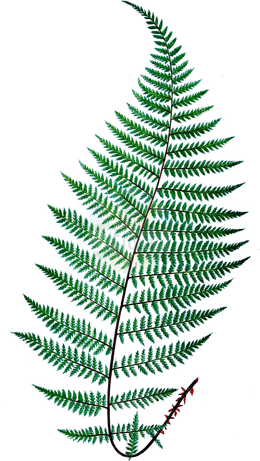 Athyrium distentifolium - Aspleniaceae,Plantae,Pteridobiotina,Polypodiophyta,Polypodiopsida,Polypodiidae,Polypodiales,Aspleniaceae,Athyrium,Athyrium distentifolium,Aspidium alpestre, Asplenium alpestre, Asplenium rhaeticum, Athyrium cordatum, Athyrium flexile, Athyrium polypodioides, Athyrium rhaeticum, Phegopteris alpestris, Phegopteris flexilis, Phegopteris rhaetica, Polypodium rhaeticum, Pseudathyrium alpestre, Pseudathyrium flexile,Gebirgs-Frauenfarn;Alpen-Frauenfarn;alpine lady-fern;newman's lady-fern;Fougère alpestre;athyrium des Alpes;athyrium alpestre;Felce alpestre;felce alpina;felce femmina alpestre;кочедыжник альпийский;кочедыжник приальпийский;кочедыжник расставленнолистный;falguera de muntanya;fjäll-bräken;fjällbräken;fjeld-fjerbregne;wietlica alpejska;gorska posborka;papratka horská;papradka alpínska;безщитник розставленолистий;альпийская женска папрат;fjellburkne;tunturihiirenporras;þúsundblaðarós