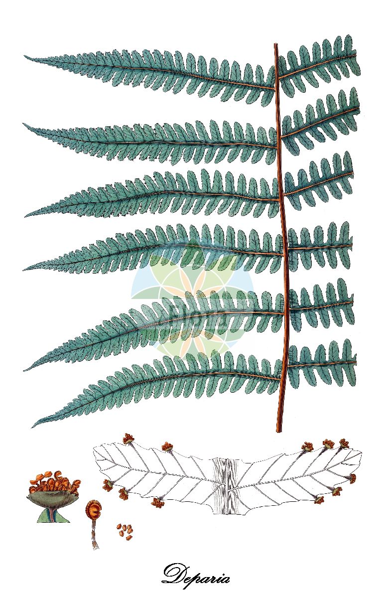 Deparia - Athyriaceae,Plantae,Pteridobiotina,Polypodiophyta,Polypodiopsida,Polypodiidae,Polypodiales,Athyriaceae,Deparia,Athyriopsis, Dictyodroma, Dryoathyrium, Lunathyrium, Neotriblemma, Neotribleparia, Parathyrium, Triblemma