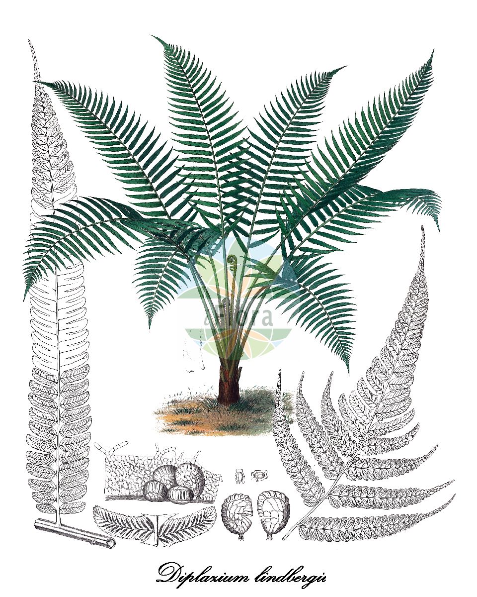 Diplazium lindbergii - Athyriaceae,Plantae,Pteridobiotina,Polypodiophyta,Polypodiopsida,Polypodiidae,Polypodiales,Athyriaceae,Diplazium,Diplazium lindbergii,Asplenium lindbergii, Asplenium subnudum, Diplazium costaricanum, Diplazium grande, Diplazium induratum, Diplazium lindbergii var. bogotensis, Diplazium lindbergii var. subnuda, Diplazium subnudum, Gymnogramma attenuata, Leptogramma striatum var. grandis