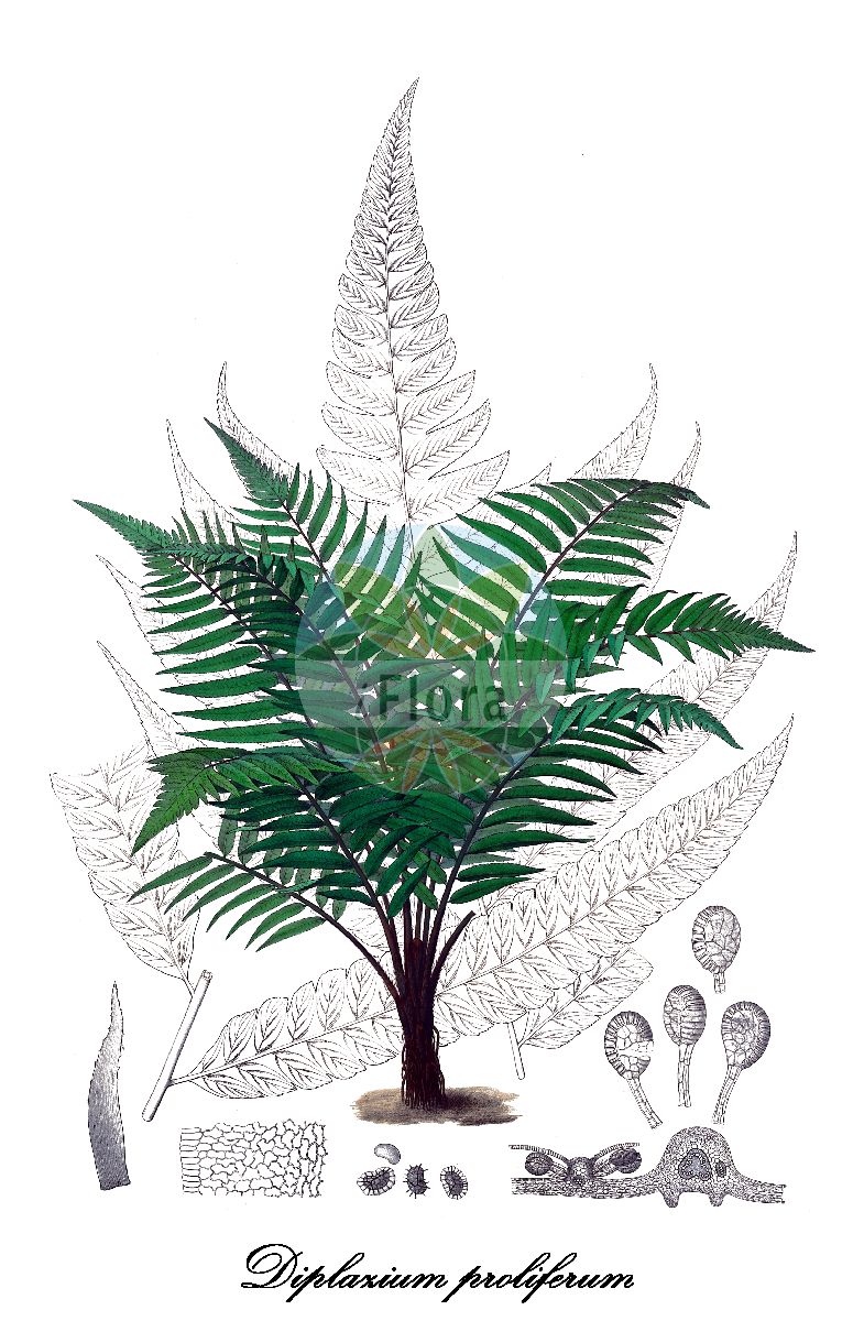 Diplazium proliferum - Athyriaceae,Plantae,Pteridobiotina,Polypodiophyta,Polypodiopsida,Polypodiidae,Polypodiales,Athyriaceae,Diplazium,Diplazium proliferum,Anisogonium attenuatum, Anisogonium decussatum, Asplenium attenuatum, Asplenium decussatum, Asplenium luzoniense, Asplenium proliferum, Asplenium spinulosum, Asplenium swartzii, Athyrium accedens, Athyrium lastii, Athyrium proliferum, Athyrium ridleyi, Athyrium swartzii, Callipteris accedens, Callipteris attenuata, Callipteris ferox, Callipteris prolifera, Callipteris repanda, Callipteris spinulosa, Callipteris swartzii, Digrammaria robusta, Diplazium accedens, Diplazium horridum, Diplazium incisum, Diplazium proliferoides, Diplazium proliferum var. accedens, Diplazium repandum, Diplazium serratum, Diplazium spinosum, Diplazium swartzii, Tarachia attenuata