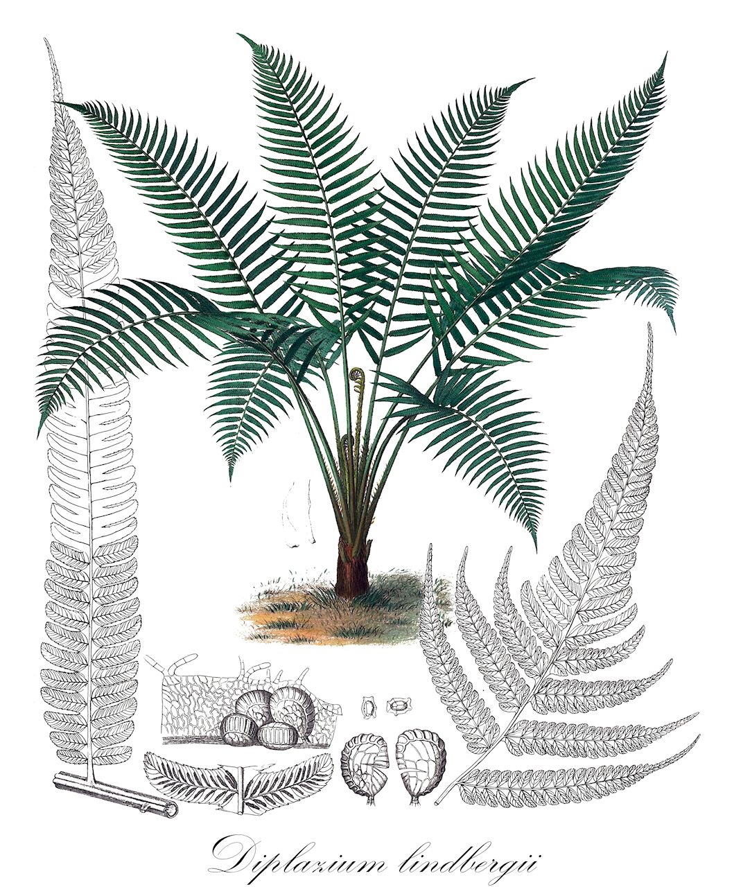 Diplazium lindbergii - Athyriaceae,Plantae,Pteridobiotina,Polypodiophyta,Polypodiopsida,Polypodiidae,Polypodiales,Athyriaceae,Diplazium,Diplazium lindbergii,Asplenium lindbergii, Asplenium subnudum, Diplazium costaricanum, Diplazium grande, Diplazium induratum, Diplazium lindbergii var. bogotensis, Diplazium lindbergii var. subnuda, Diplazium subnudum, Gymnogramma attenuata, Leptogramma striatum var. grandis