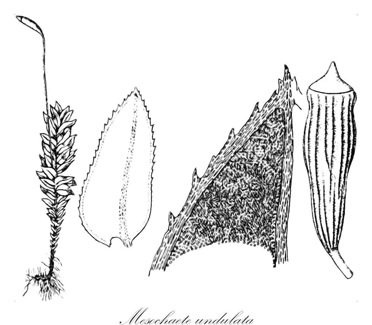 Mesochaete undulata - Aulacomniaceae,Plantae,Bryobiotina,Bryophyta,Bryopsida,Bryidae,Bryanae,Aulacomniales,Aulacomniaceae,Mesochaete,Mesochaete undulata,Mnium undulatum, Rhizogonium undulatum