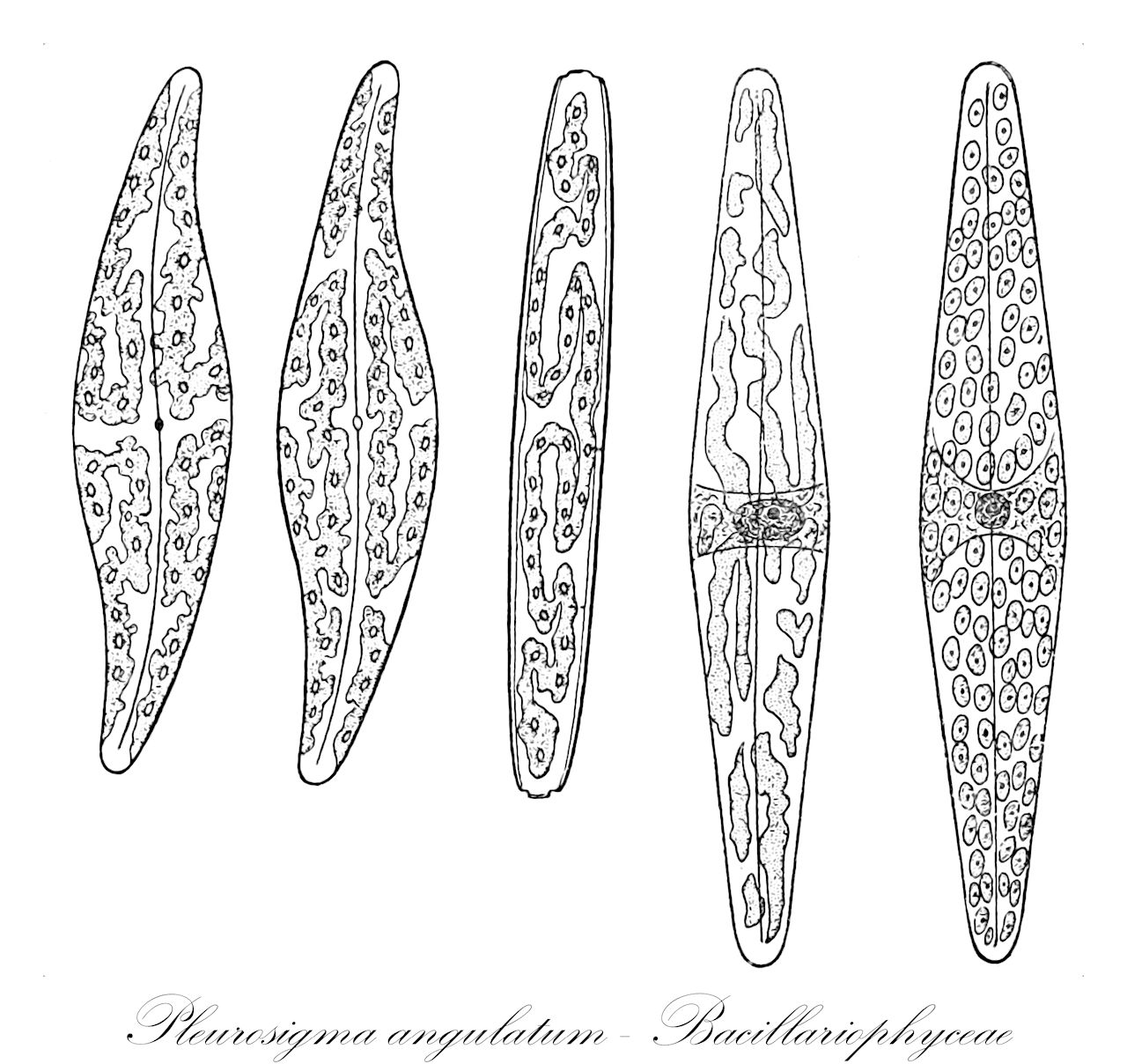 Pleurosigma angulatum - Bacillariophyceae
