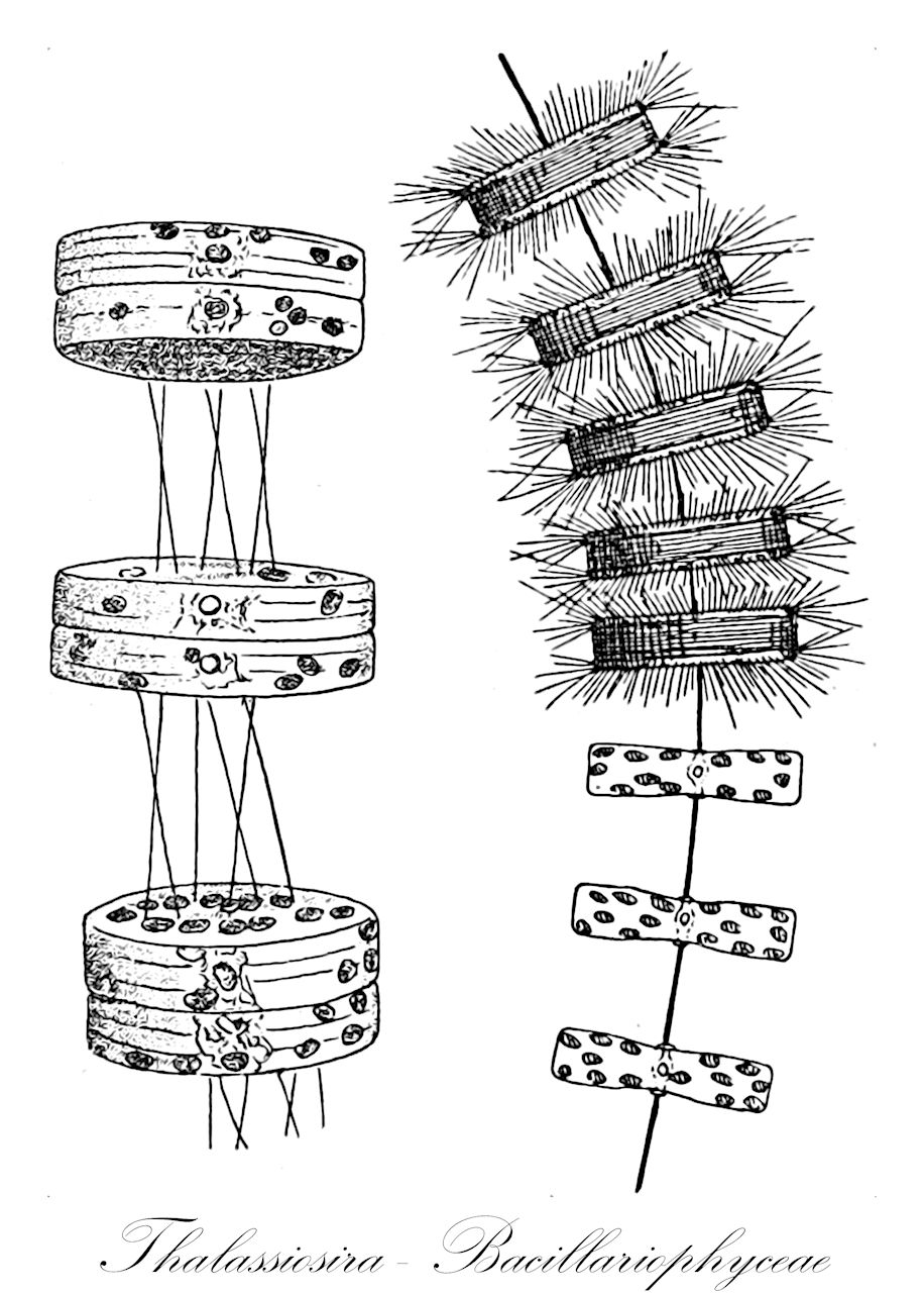 Thalassiosira - Bacillariophyceae