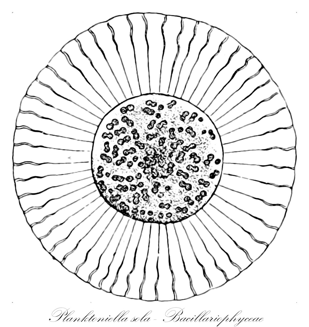 Planktoniella sola - Bacillariophyceae
