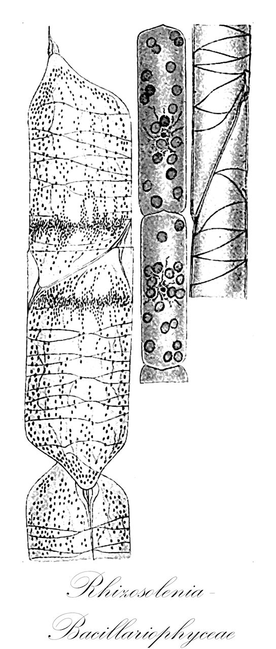 Rhizosolenia  - Bacillariophyceae