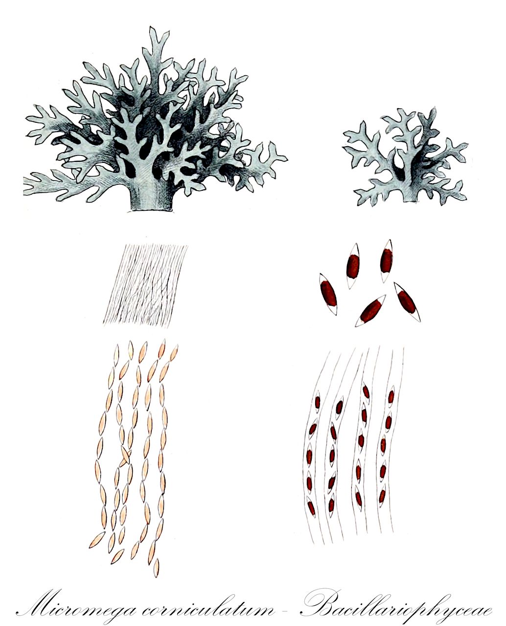 Micromega corniculatum - Bacillariophyceae