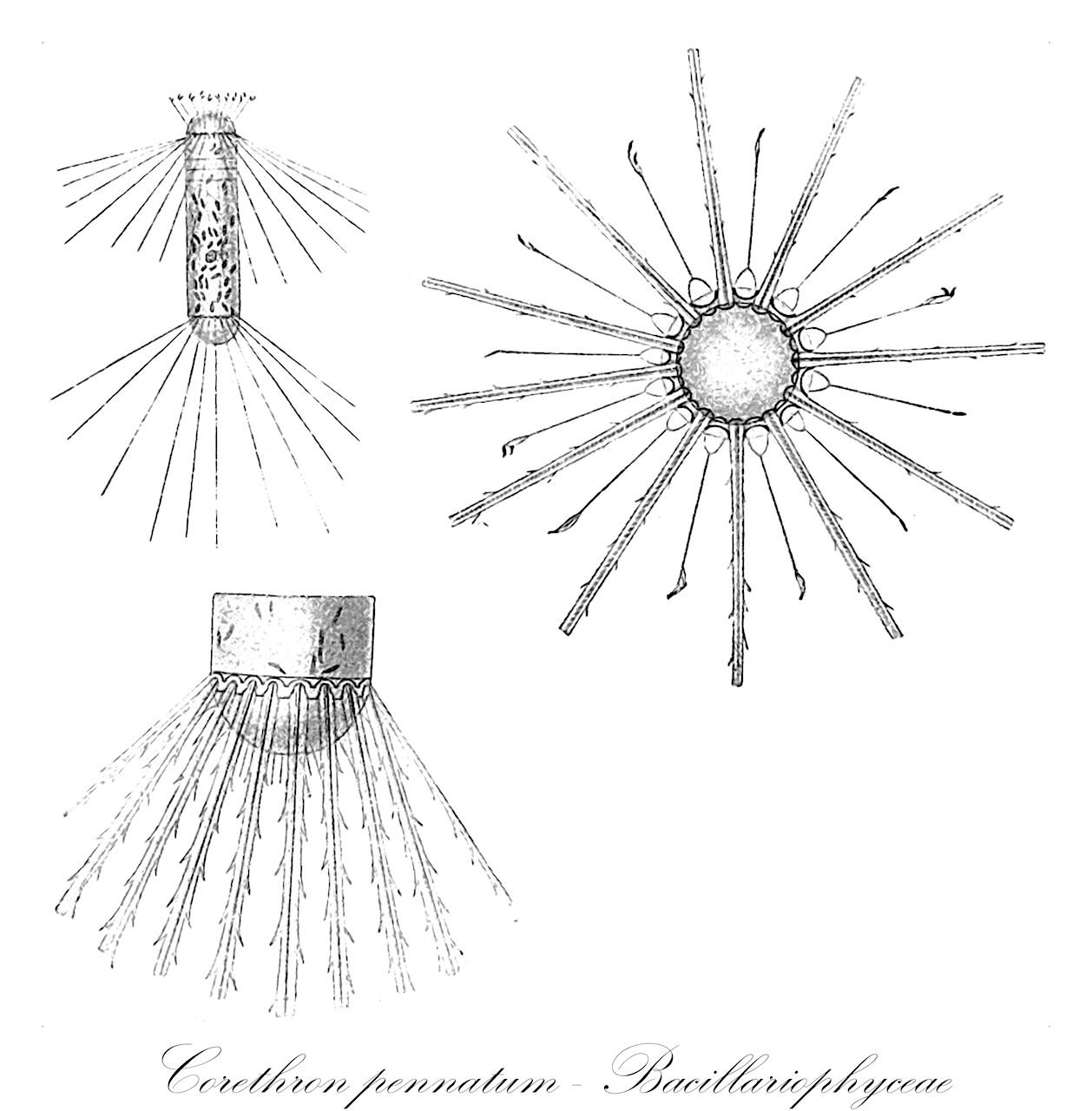 Corethron pennatum - Bacillariophyceae