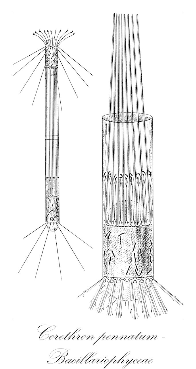 Corethron pennatum - Bacillariophyceae
