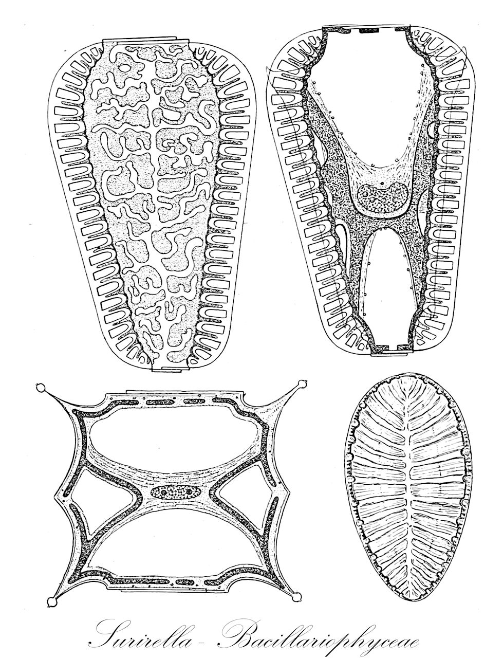 Surirella - Bacillariophyceae