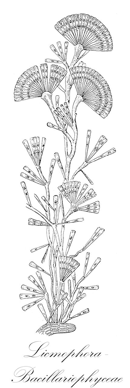 Licmophora - Bacillariophyceae