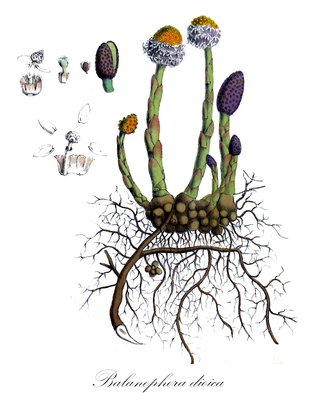 Balanophora dioica - Balanophoraceae,Plantae,Pteridobiotina,Angiosperms,Santalales,Balanophoraceae,Balanophora,Balanophora dioica,Balanophora affinis, Balanophora alveolata, Balanophora hookeriana