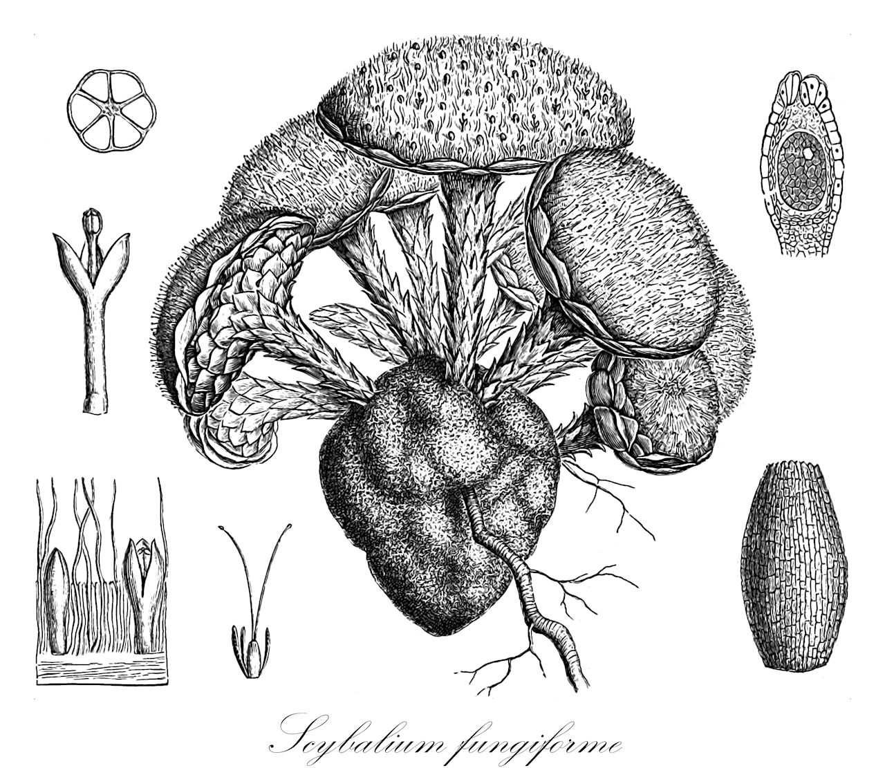 Scybalium fungiforme - Balanophoraceae,Plantae,Pteridobiotina,Angiosperms,Santalales,Balanophoraceae,Scybalium,Scybalium fungiforme