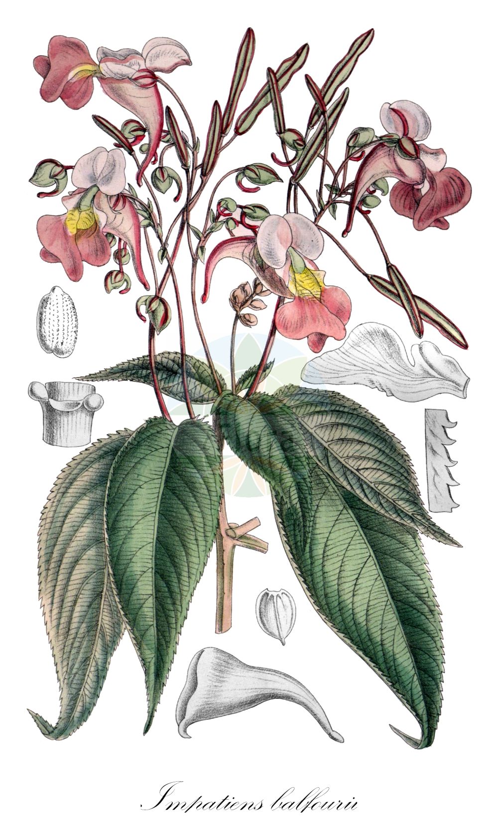 Impatiens balfourii - Balsaminaceae,Plantae,Pteridobiotina,Angiosperms,Ericales,Balsaminaceae,Impatiens,Impatiens balfourii,Impatiens mathildae,Balfour-Springkraut;Balfours Springkraut;Impatiente bicolore;balsamine de Balfour;impatiente de Balfour;balsamina de Balfour;Balsamina di Balfour;бальзамин Балфура;balsamina de Balfour;nedirak;balfourova nedotika;matild-nebáncsvirág;netýkavka Balfourova;netýkavka Balfourova