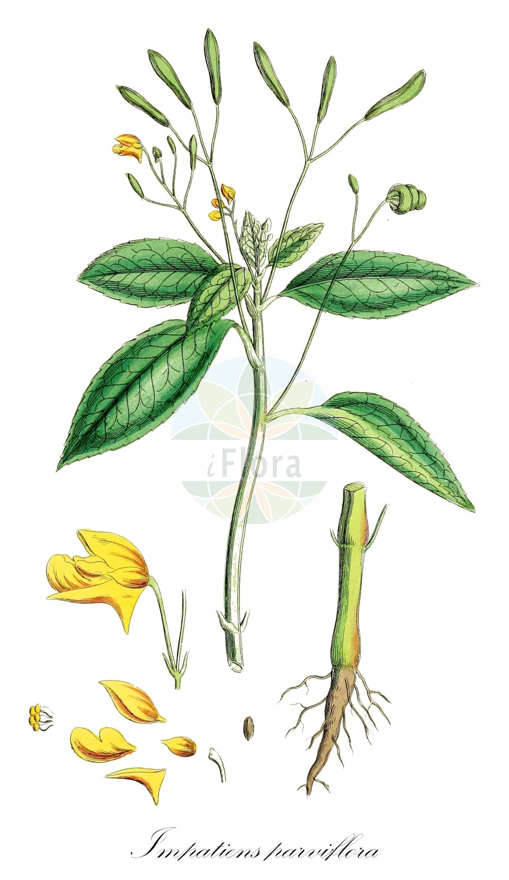 Impatiens parviflora - Balsaminaceae,Plantae,Pteridobiotina,Angiosperms,Ericales,Balsaminaceae,Impatiens,Impatiens parviflora,Balsamina parviflora, Impatiens nevskii, Impatiens parviflora f. albiflora, Impatiens parviflora subsp. nevskii,Kleinblütiges Springkraut;Kleines Springkraut;Sibirisches Springkraut;small balsam;small yellow balsam;smallflower touchmenot;Impatiente à petites fleurs;balsamine à petites fleurs;Balsamina minore;ruw gierstgras;klein springzaad;недотрога мелкоцветковая;sitnocvjetni nedirak;blekbalsamin;småblomstret balsamin;niecierpek drobnokwiatowy;drobnocvetna nedotika;kisvirágú nebáncsvirág;kisvirágu nenyúljhozzám;netýkavka malokvětá;netýkavka drobnokvetá;netýkavka malokvetá;розрив-трава дрібноквіткова;дребноцветна слабонога;väikeseõieline lemmalts;sīkziedu sprigane;mongolspringfrø;rikkapalsami;smulkiažiedė sprigė