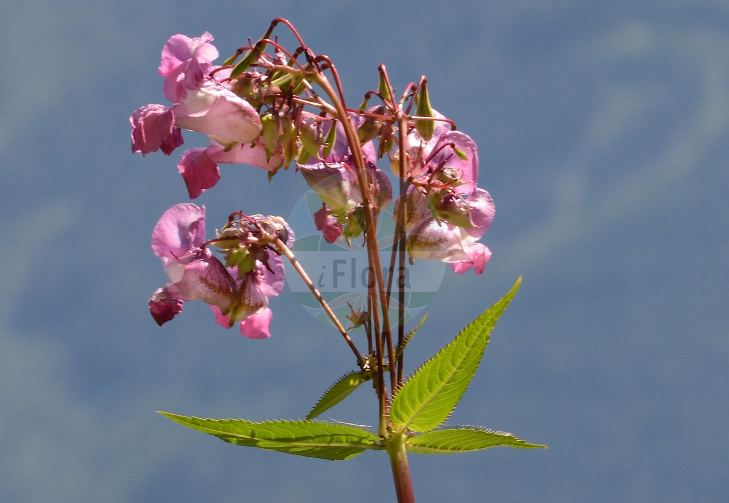 Impatiens glandulifera - Balsaminaceae,Plantae,Pteridobiotina,Angiosperms,Ericales,Balsaminaceae,Impatiens,Impatiens glandulifera,Balsamina glandulifera, Balsamina macrochila, Balsamina roylei, Impatiens candida, Impatiens cornigera, Impatiens glandulifera f. pallidiflora, Impatiens glanduligera, Impatiens macrochila, Impatiens moschata, Impatiens royleana, Impatiens roylei, Impatiens roylei f. albida, Impatiens roylei var. candida, Impatiens roylei var. macrochila, Impatiens roylei var. moschata, Impatiens roylei var. pallidiflora, Impatiens sulcata var. glandulifera,Drüsiges Springkraut;Drüsen-Springkraut;Drüsentragendes Springkraut;Indisches Springkraut;indian balsam;himalayan balsam;policeman's helmet;ornamental jewelweed;Impatiente glanduleuse;balsamine de l'Himalaya;balsamine géante;balsamine glanduleuse;impaciencia;Balsamina ghiandolosa;Sachalinse duizendknoop;reuzenbalsemien;beijo;недотрога железистая;бальзамин железистый;бальзамин желёзконосный;недотрога желёзконосная;недотрога Ройля;balsamina glandulifera;nedirak;jättebalsamin;kæmpe-balsamin;niecierpek gruczołowaty;niecierpek Roylego;žlezava nedotika;bíbor nebáncsvirág;netýkavka žláznatá;netýkavka žliazkatá;розрив-трава залозиста