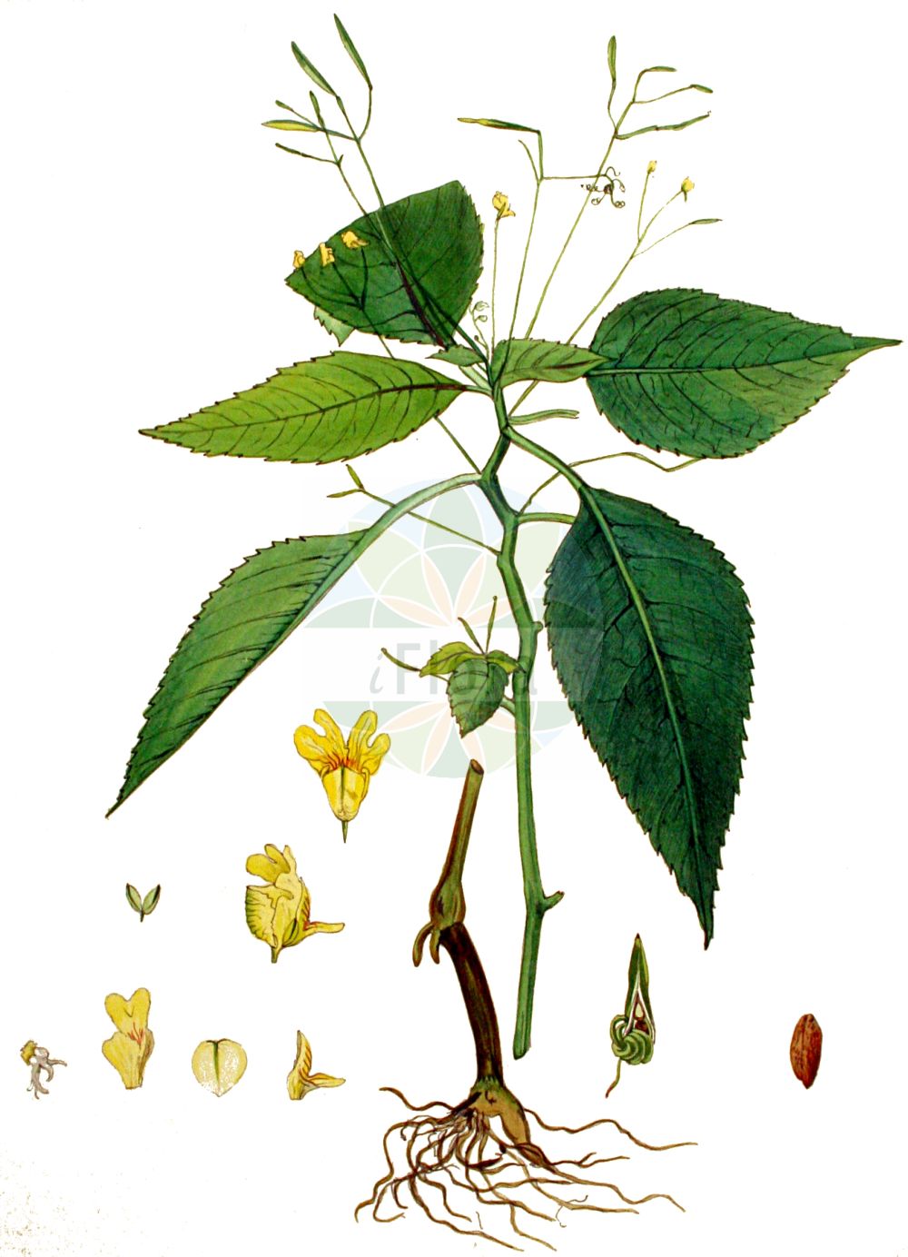 Impatiens parviflora - Balsaminaceae,Plantae,Pteridobiotina,Angiosperms,Ericales,Balsaminaceae,Impatiens,Impatiens parviflora,Balsamina parviflora, Impatiens nevskii, Impatiens parviflora f. albiflora, Impatiens parviflora subsp. nevskii,Kleinblütiges Springkraut;Kleines Springkraut;Sibirisches Springkraut;small balsam;small yellow balsam;smallflower touchmenot;Impatiente à petites fleurs;balsamine à petites fleurs;Balsamina minore;ruw gierstgras;klein springzaad;недотрога мелкоцветковая;sitnocvjetni nedirak;blekbalsamin;småblomstret balsamin;niecierpek drobnokwiatowy;drobnocvetna nedotika;kisvirágú nebáncsvirág;kisvirágu nenyúljhozzám;netýkavka malokvětá;netýkavka drobnokvetá;netýkavka malokvetá;розрив-трава дрібноквіткова;дребноцветна слабонога;väikeseõieline lemmalts;sīkziedu sprigane;mongolspringfrø;rikkapalsami;smulkiažiedė sprigė