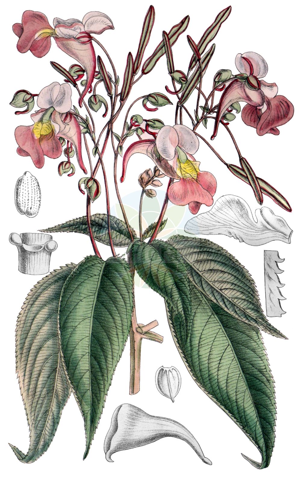 Impatiens balfourii - Balsaminaceae,Plantae,Pteridobiotina,Angiosperms,Ericales,Balsaminaceae,Impatiens,Impatiens balfourii,Impatiens mathildae,Balfour-Springkraut;Balfours Springkraut;Impatiente bicolore;balsamine de Balfour;impatiente de Balfour;balsamina de Balfour;Balsamina di Balfour;бальзамин Балфура;balsamina de Balfour;nedirak;balfourova nedotika;matild-nebáncsvirág;netýkavka Balfourova;netýkavka Balfourova