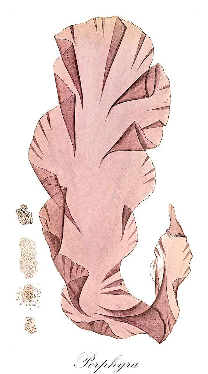 Porphyra - Orchidaceae,Biota,Plantae,Rhodophyta,Eurhodophytina,Bangiophyceae,Bangiales,Bangiaceae,Porphyra,Conchocelis, Phyllona