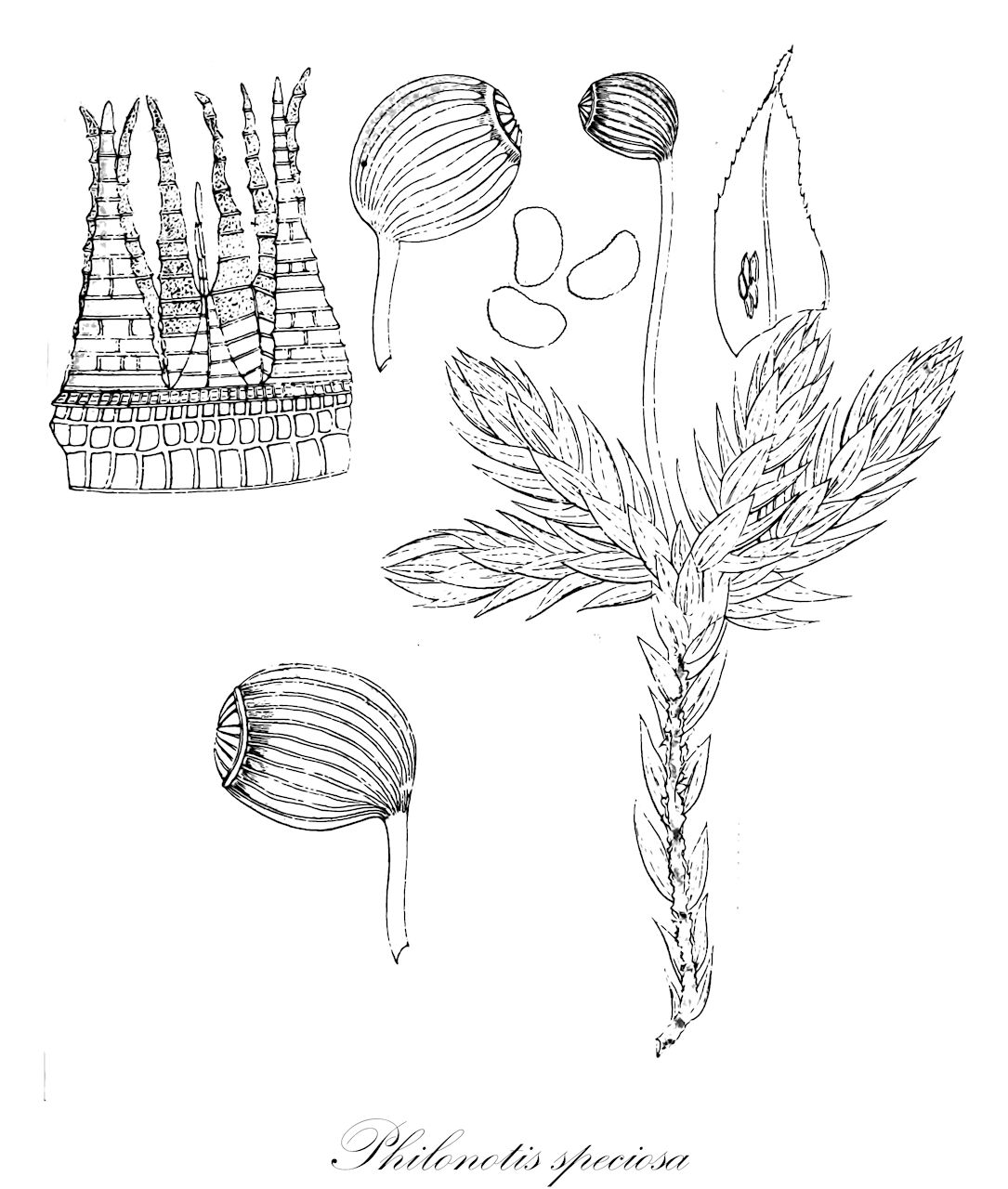 Philonotis speciosa - Bartramiaceae,Plantae,Bryobiotina,Bryophyta,Bryopsida,Bryidae,Bryanae,Bartramiales,Bartramiaceae,Philonotis,Philonotis speciosa,Bartramia speciosa, Mielichhoferia assamica, Philonotis mercieri, Philonotis speciosa var. angustifolia, Philonotis speciosa var. aristata